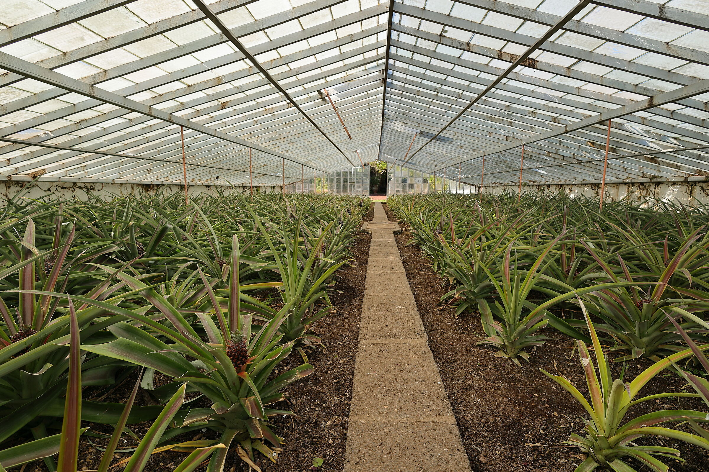 Coltivazione di ananas in serra (Azzorre)