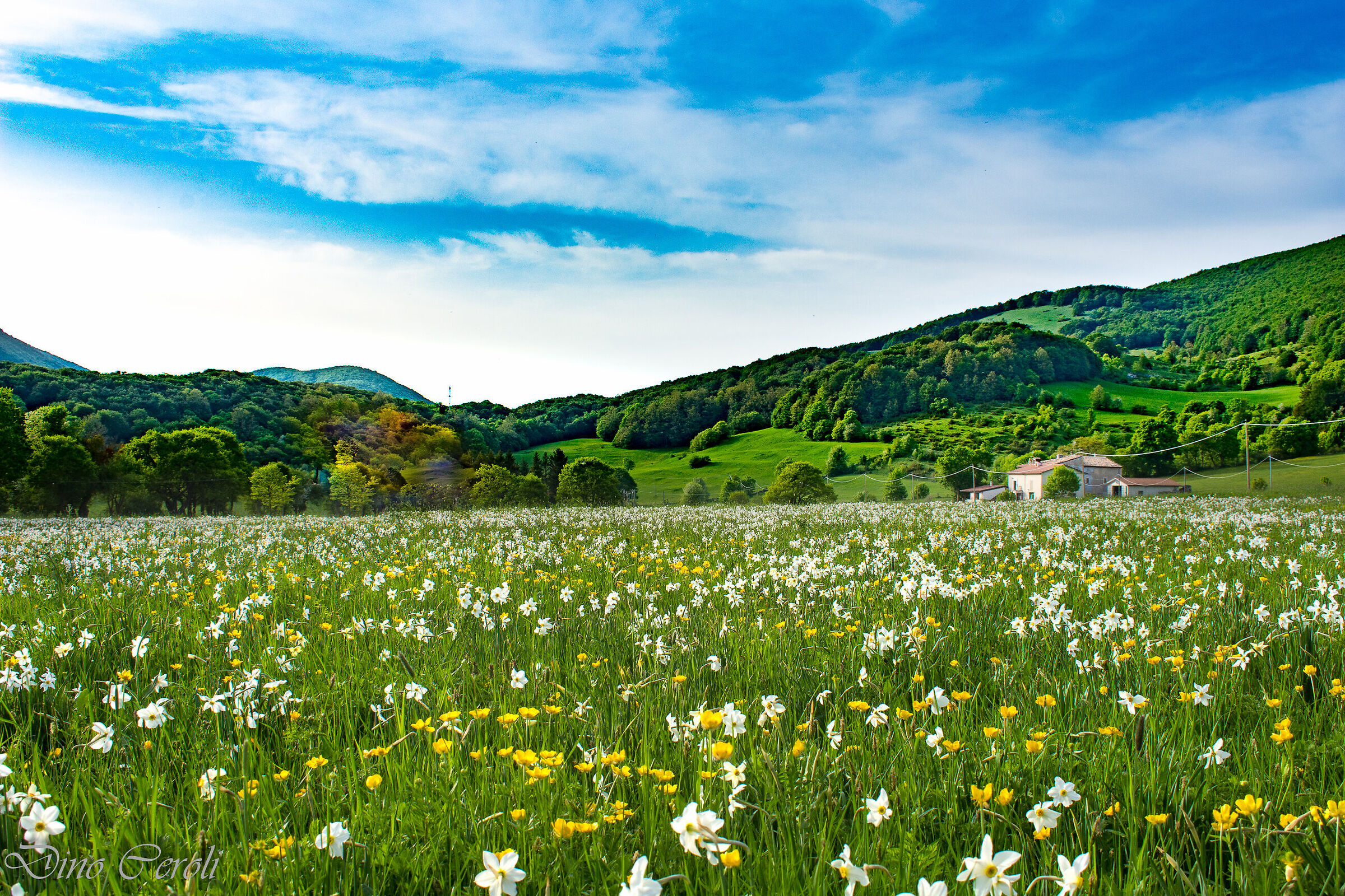 In the valley of the Daffodils