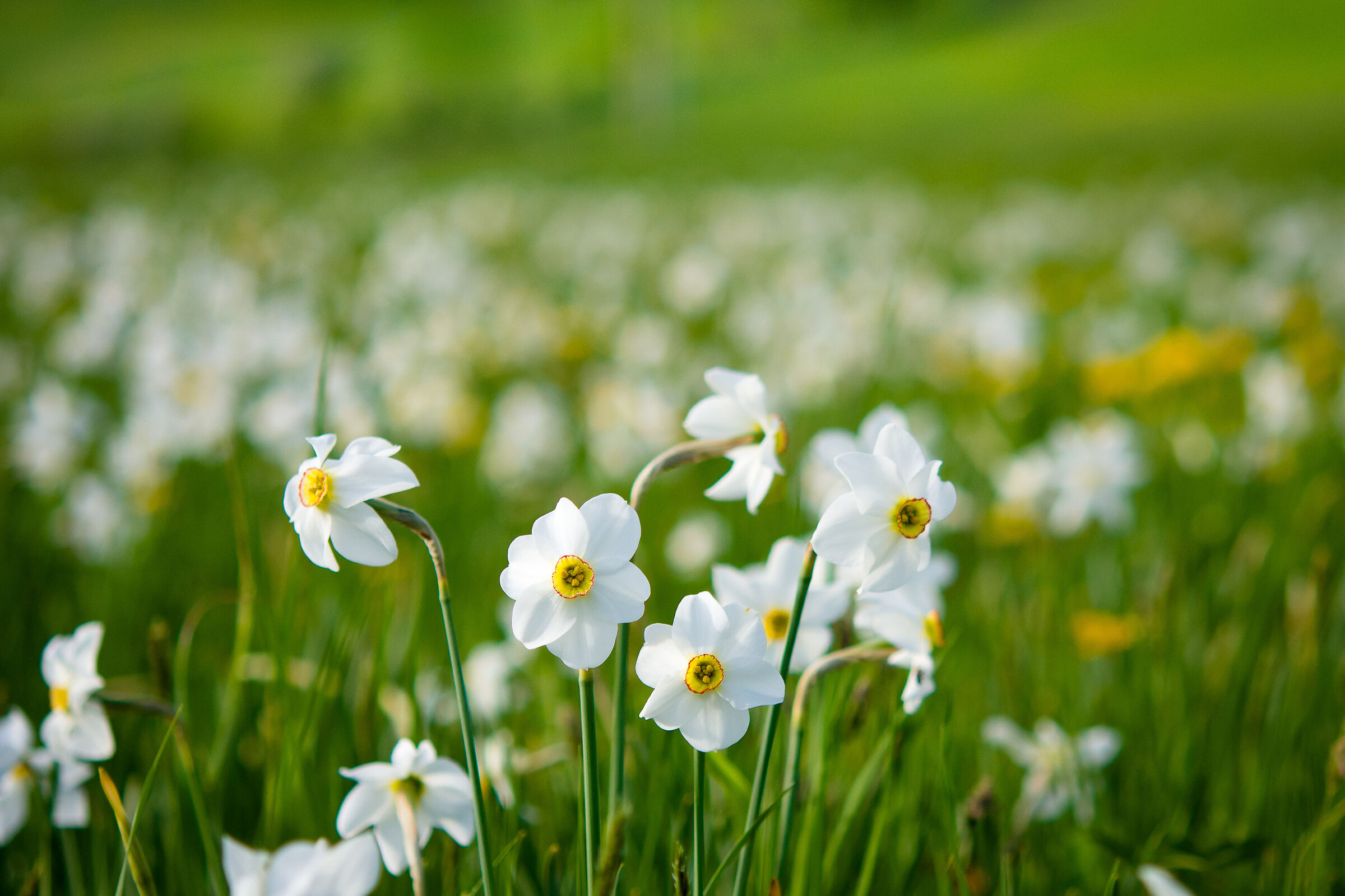 In the valley of the Daffodils