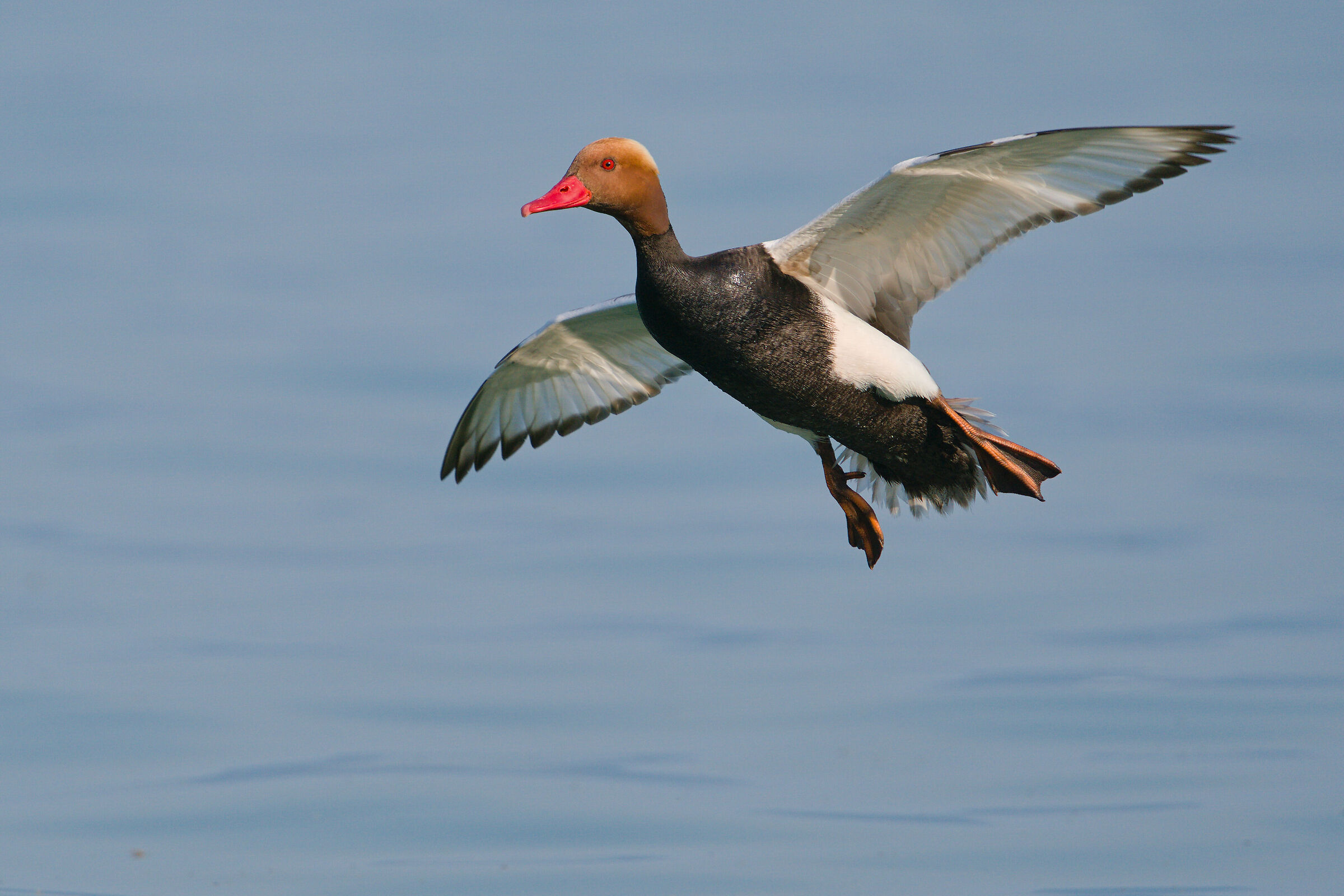 Red-crested pochard
