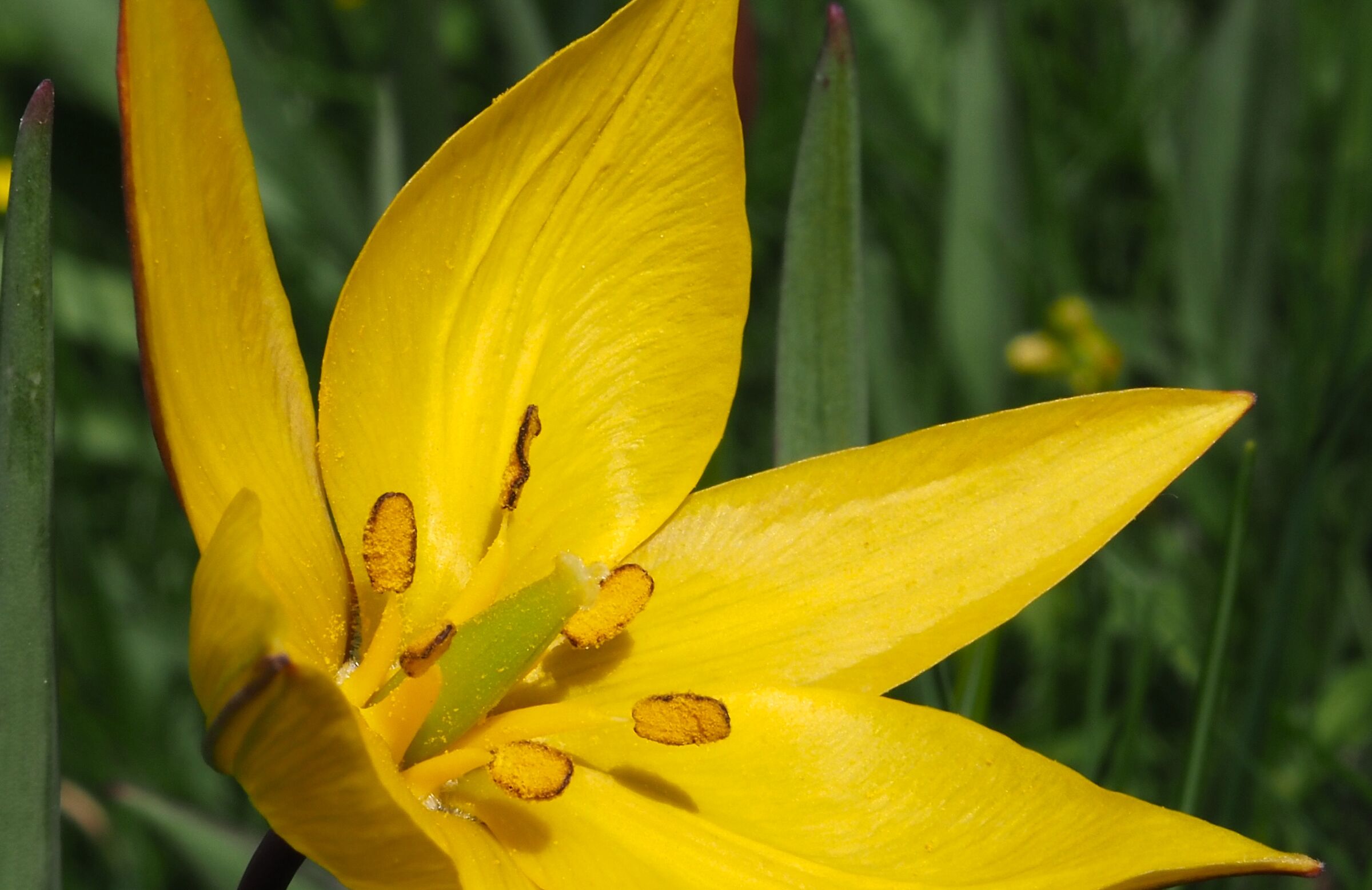 Tulip sylvestris