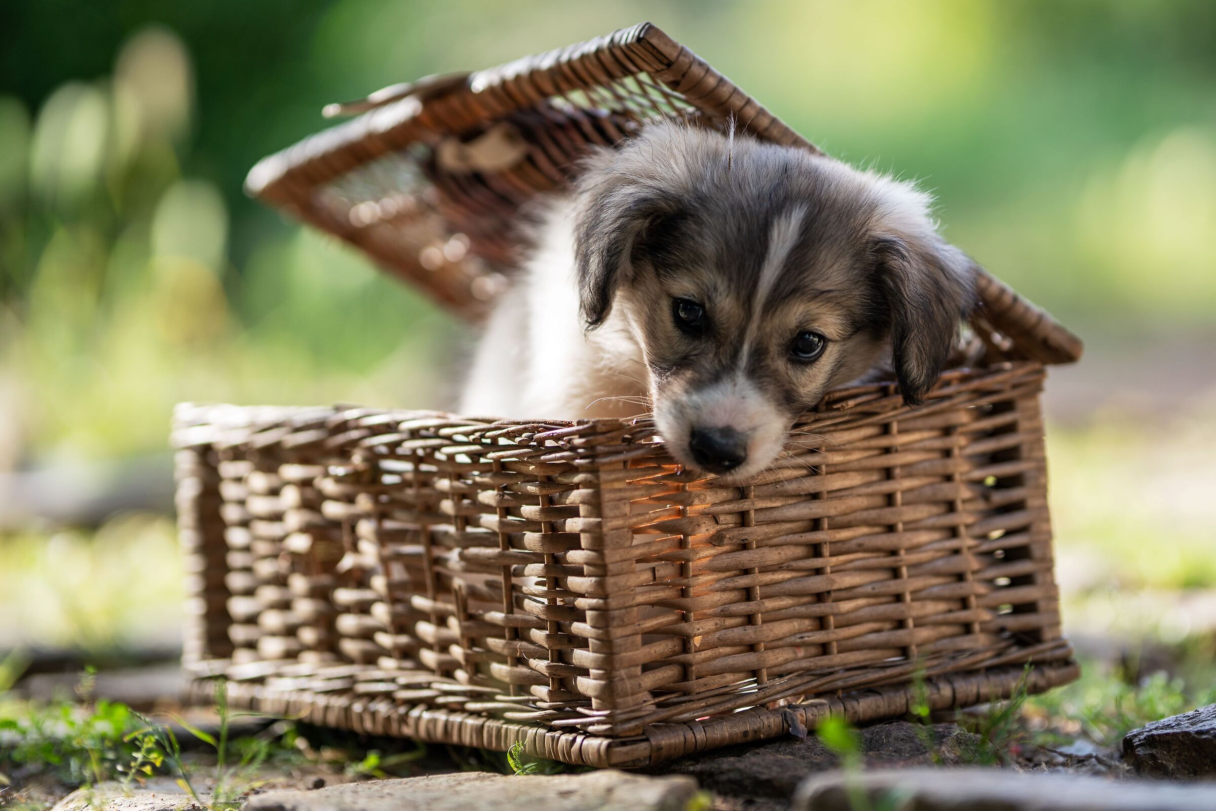 Puppy molecolare in arrivo !!!!