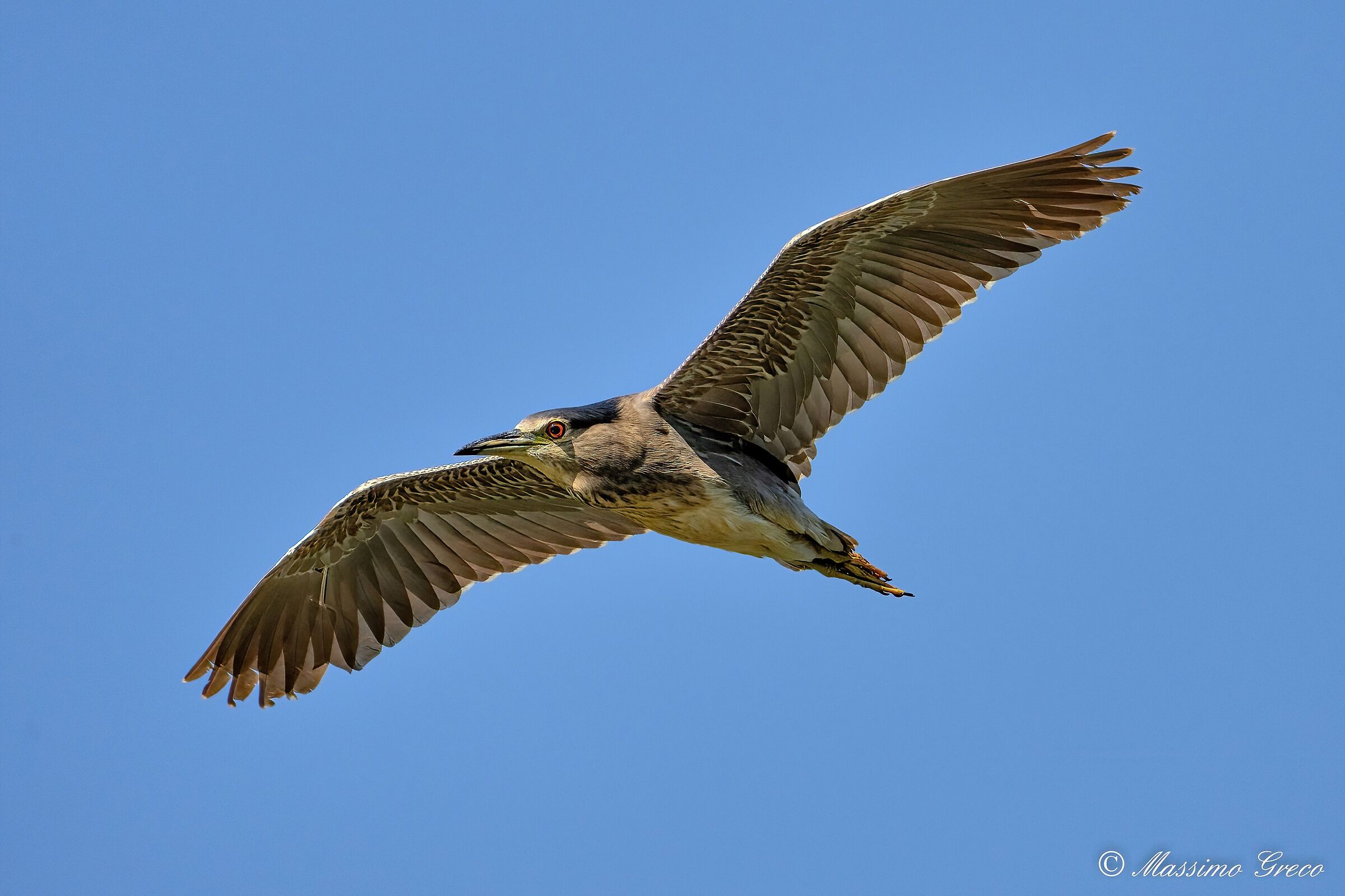 Nitticora (Nycticorax nycticorax ) Juv