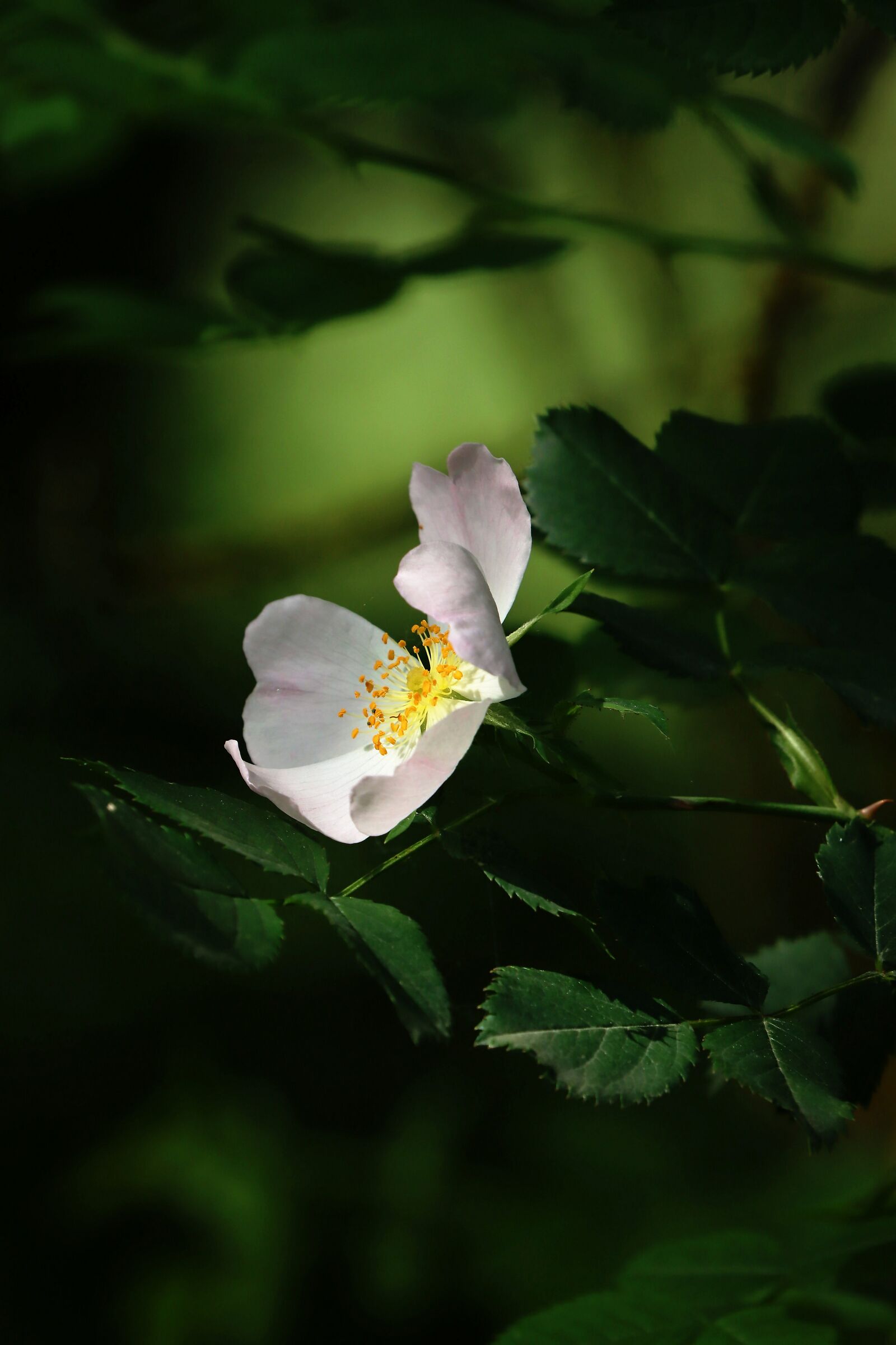 Rosa selvatica