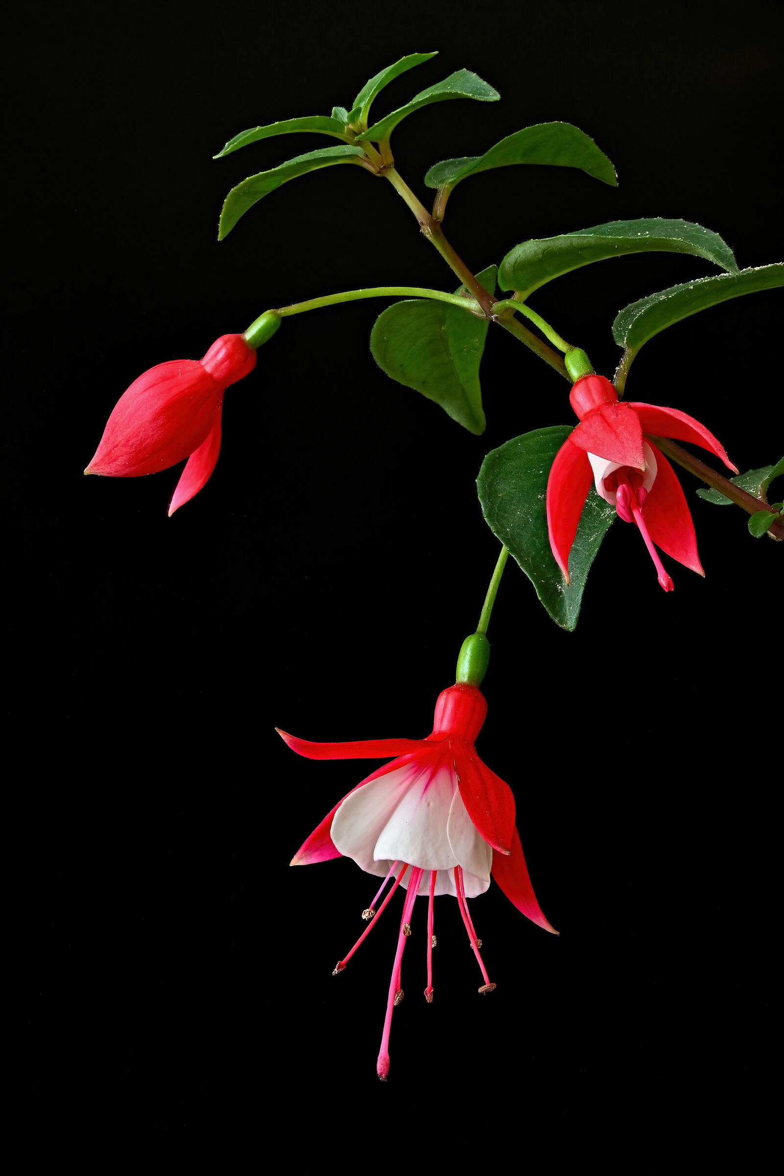 Fuchsia