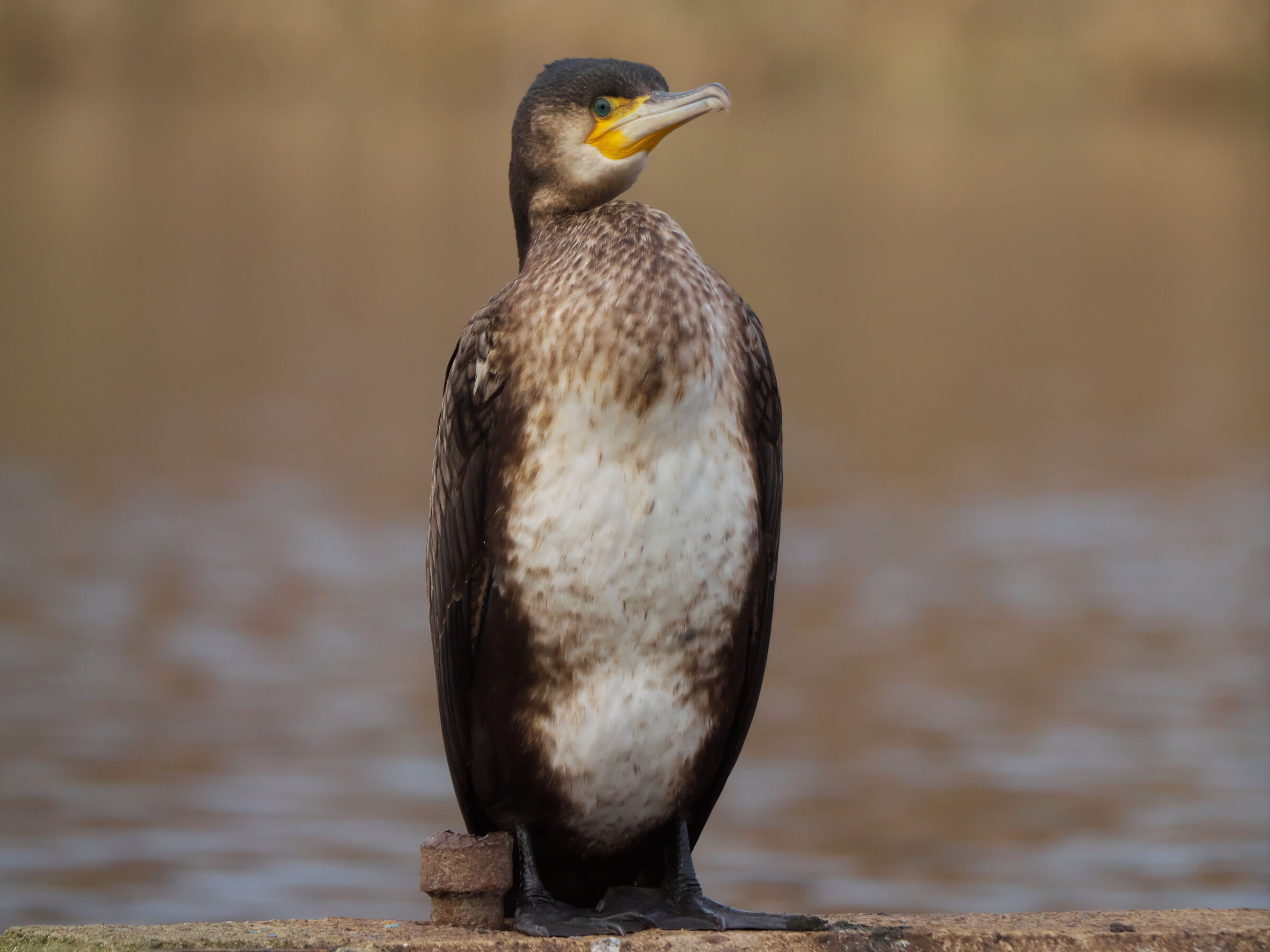 Portrait of cormorant