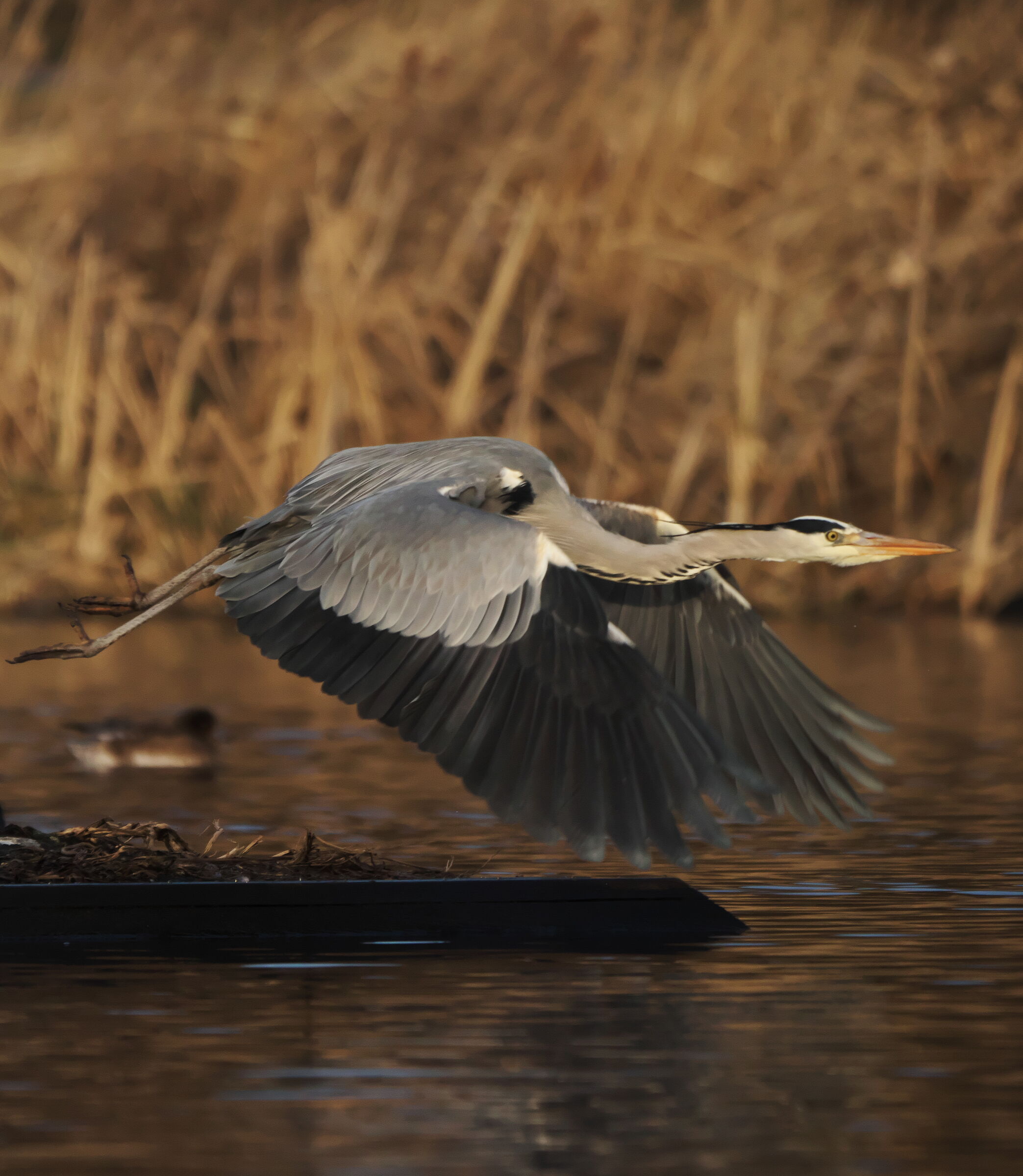 Grey heron on take-off