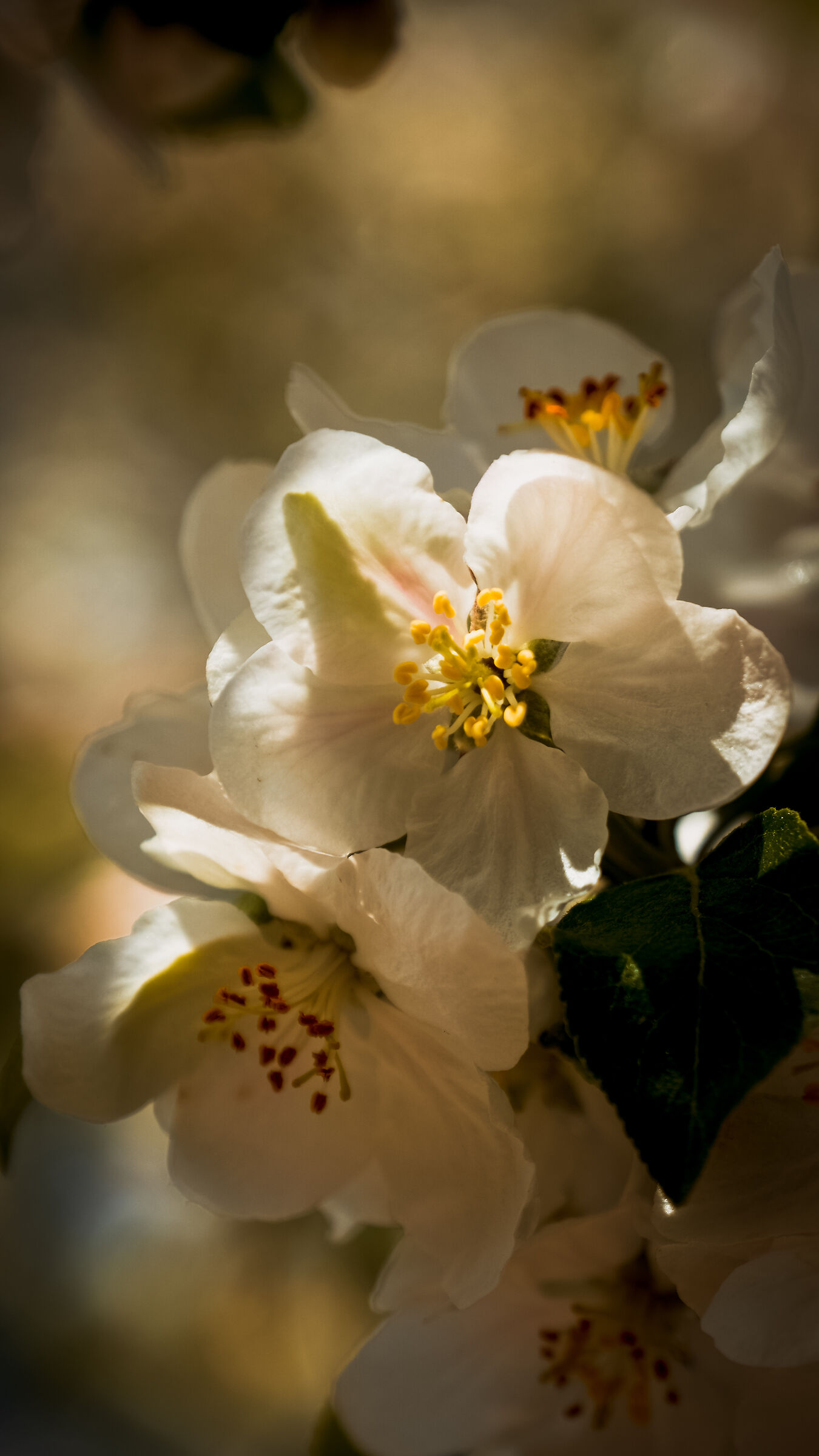 Flowering