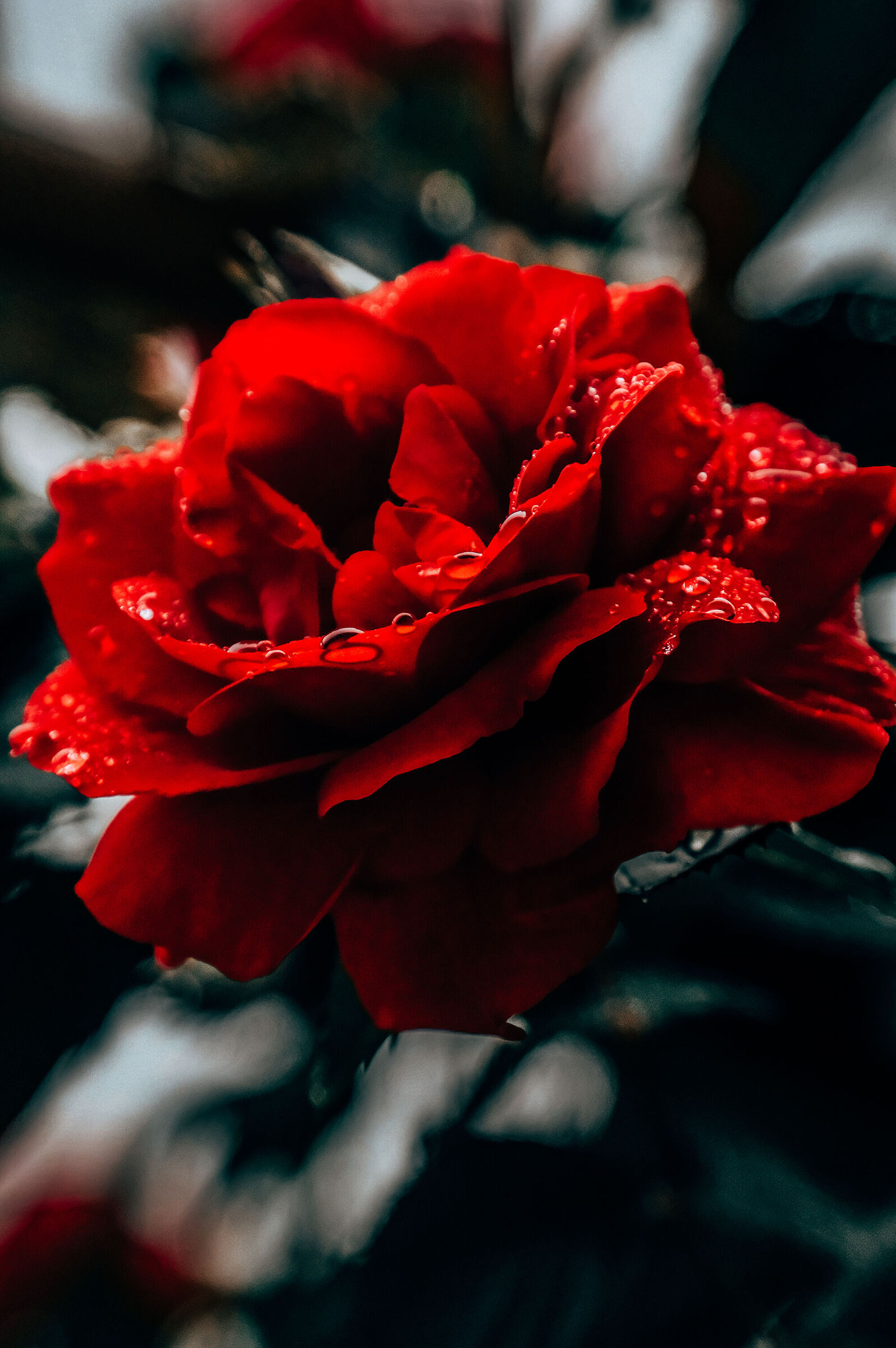 Rose after the storm