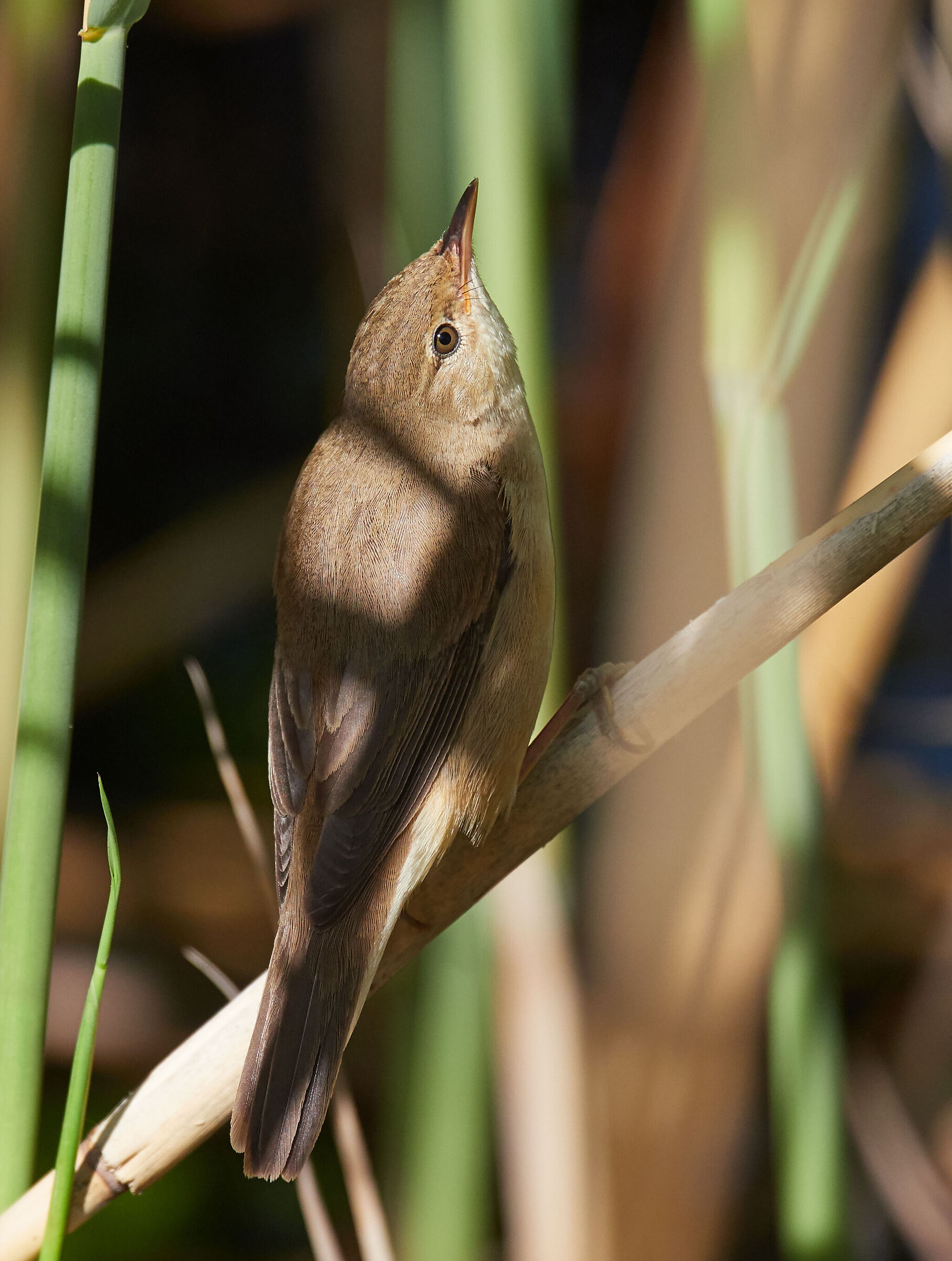 Reed Warbler