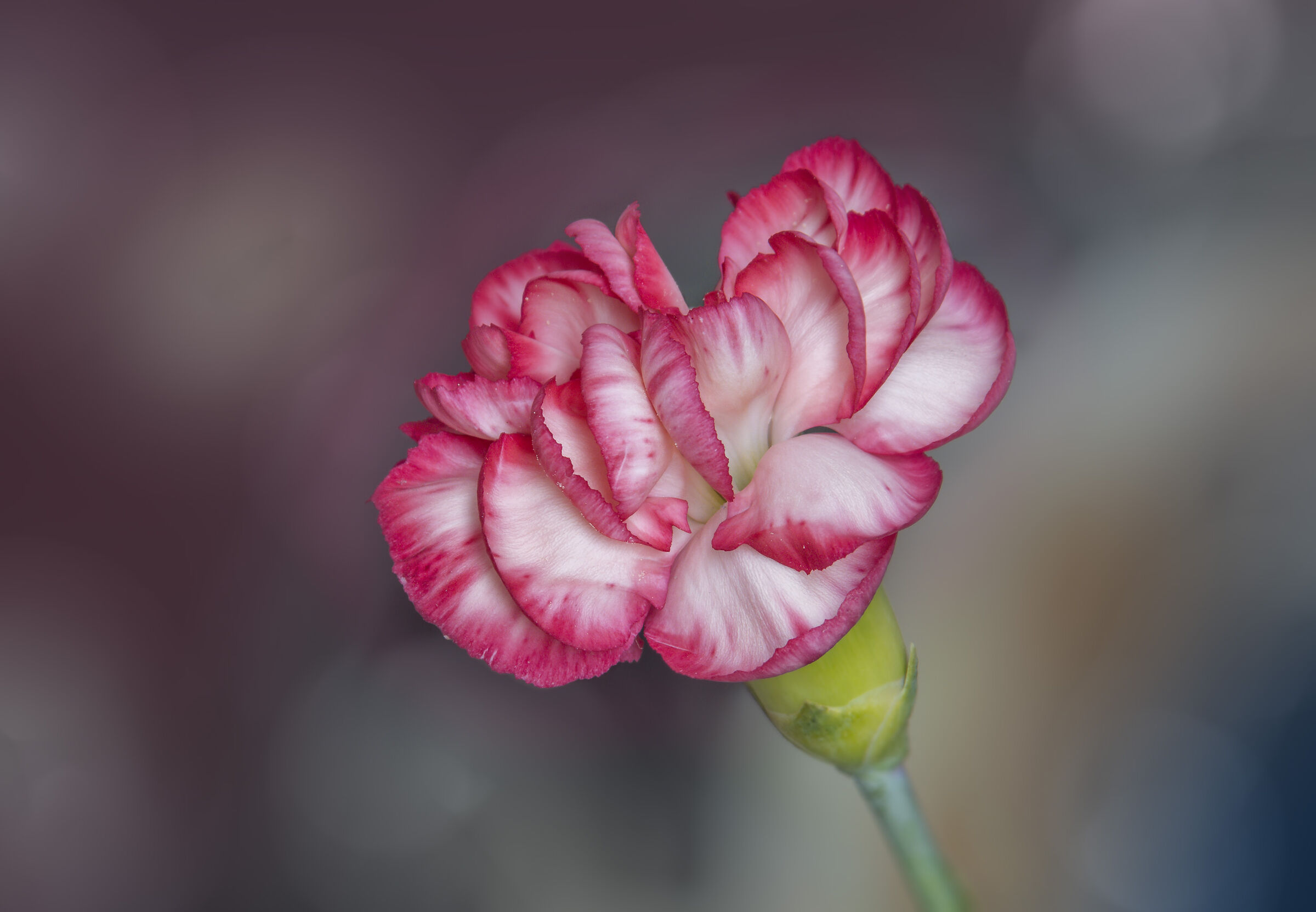 Garofano - FS a mano libera