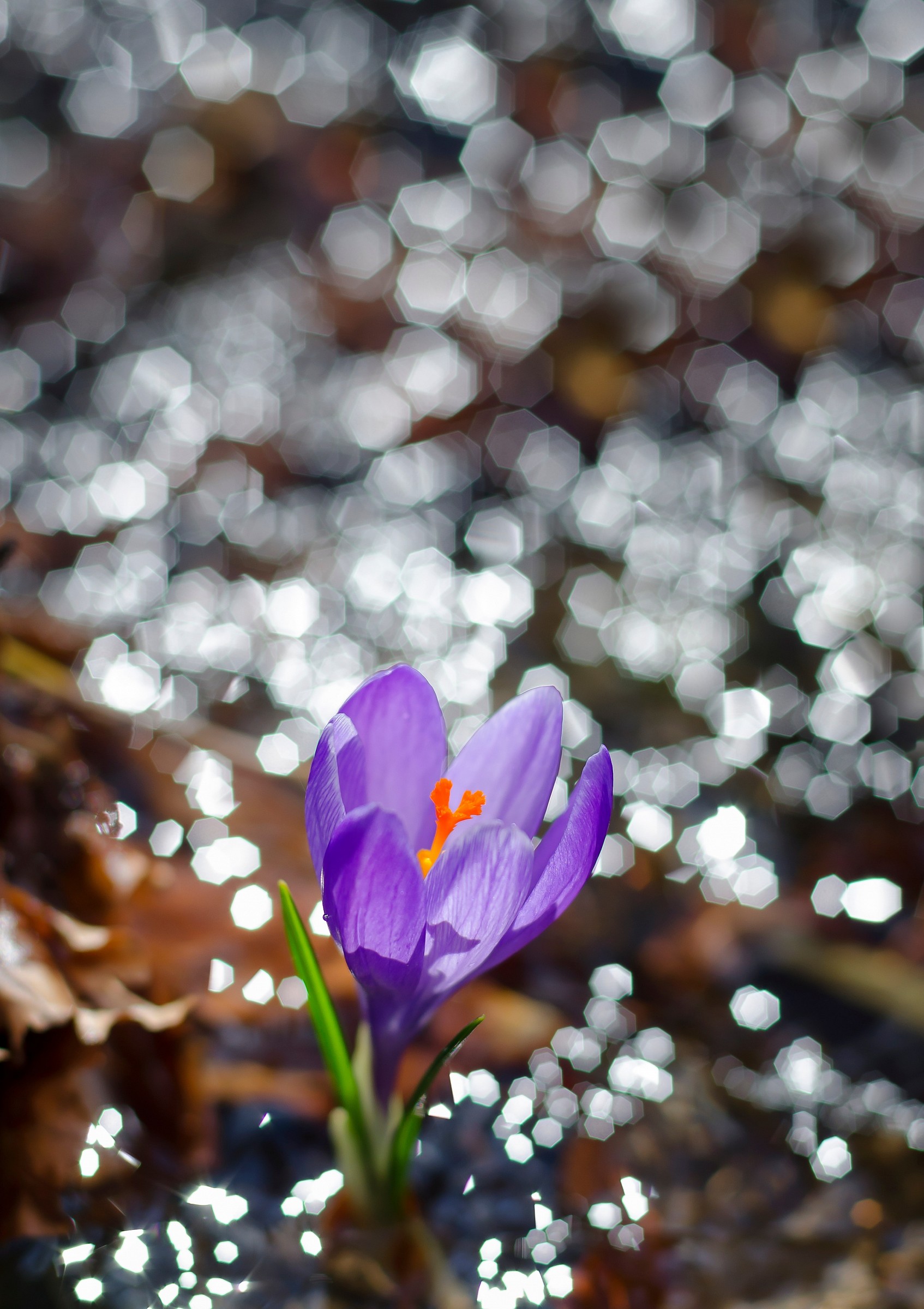Finalmente la primavera...