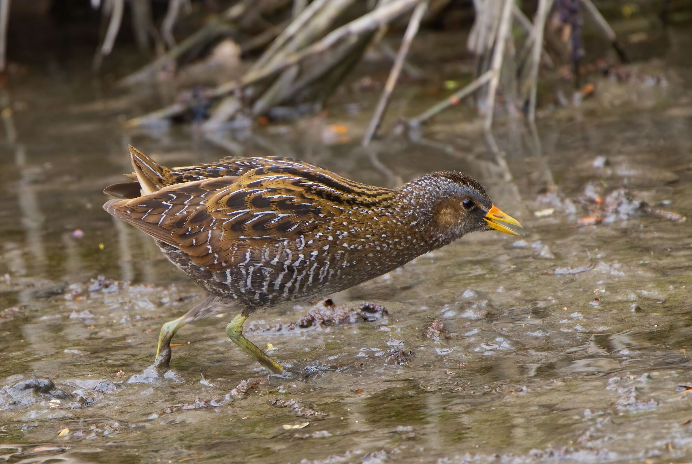 Spotted crake