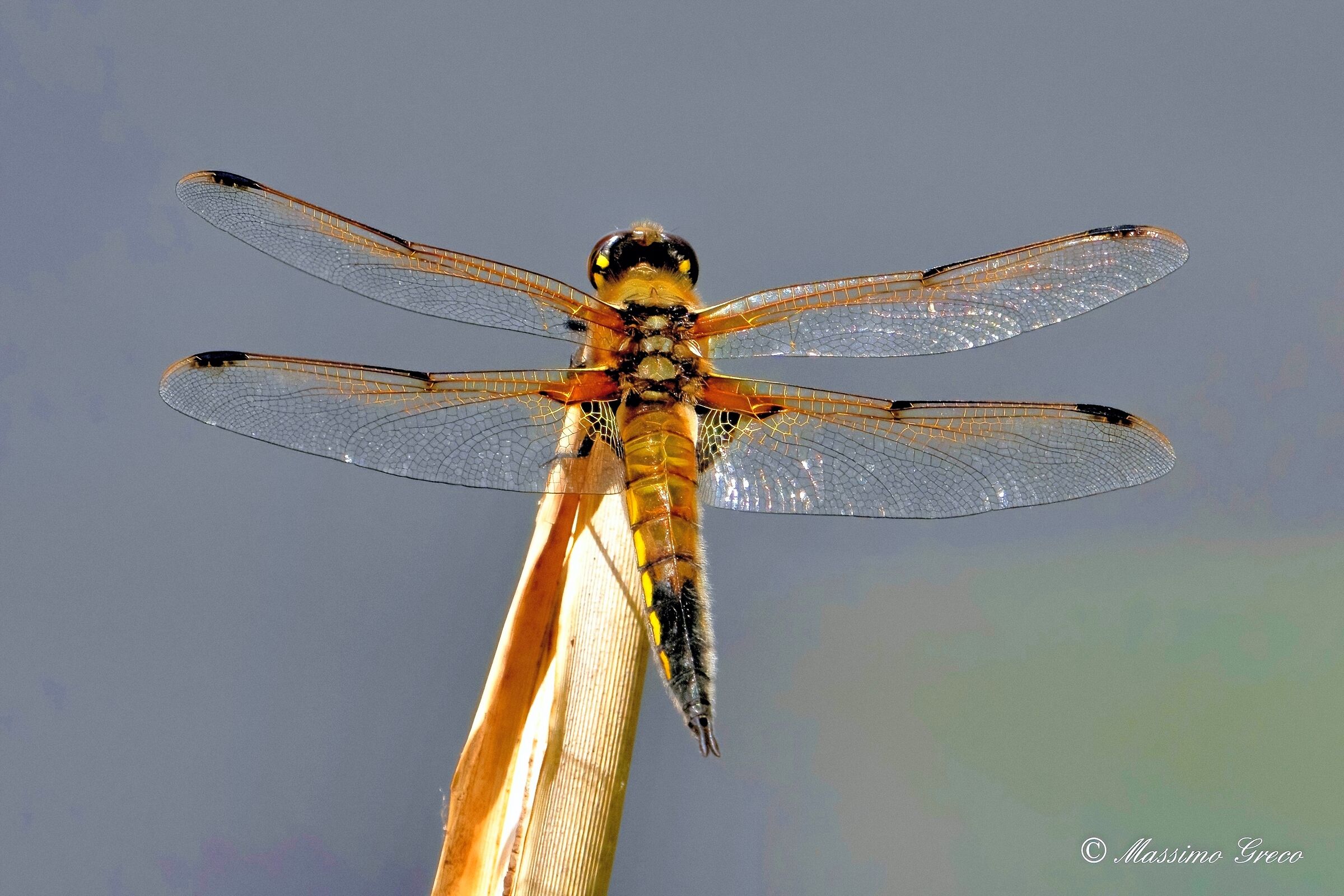 Four-spotted dragonfly