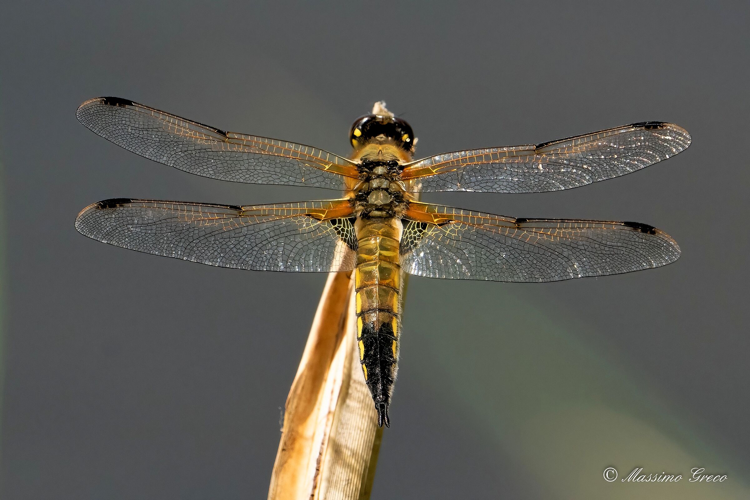 Four-spotted dragonfly