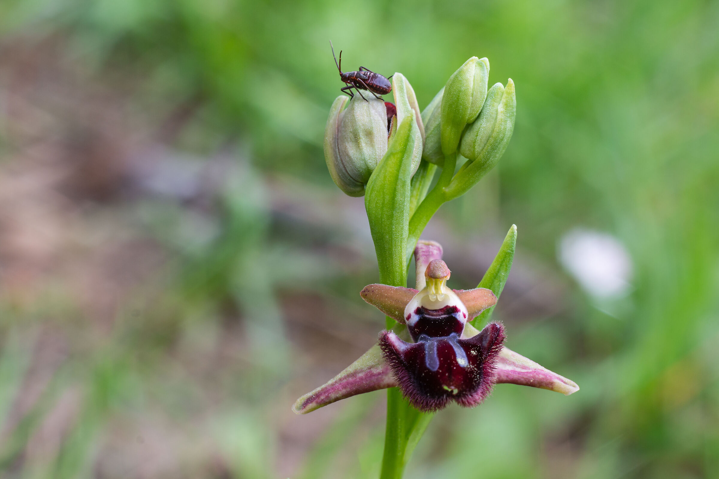Ophrys Incubacea