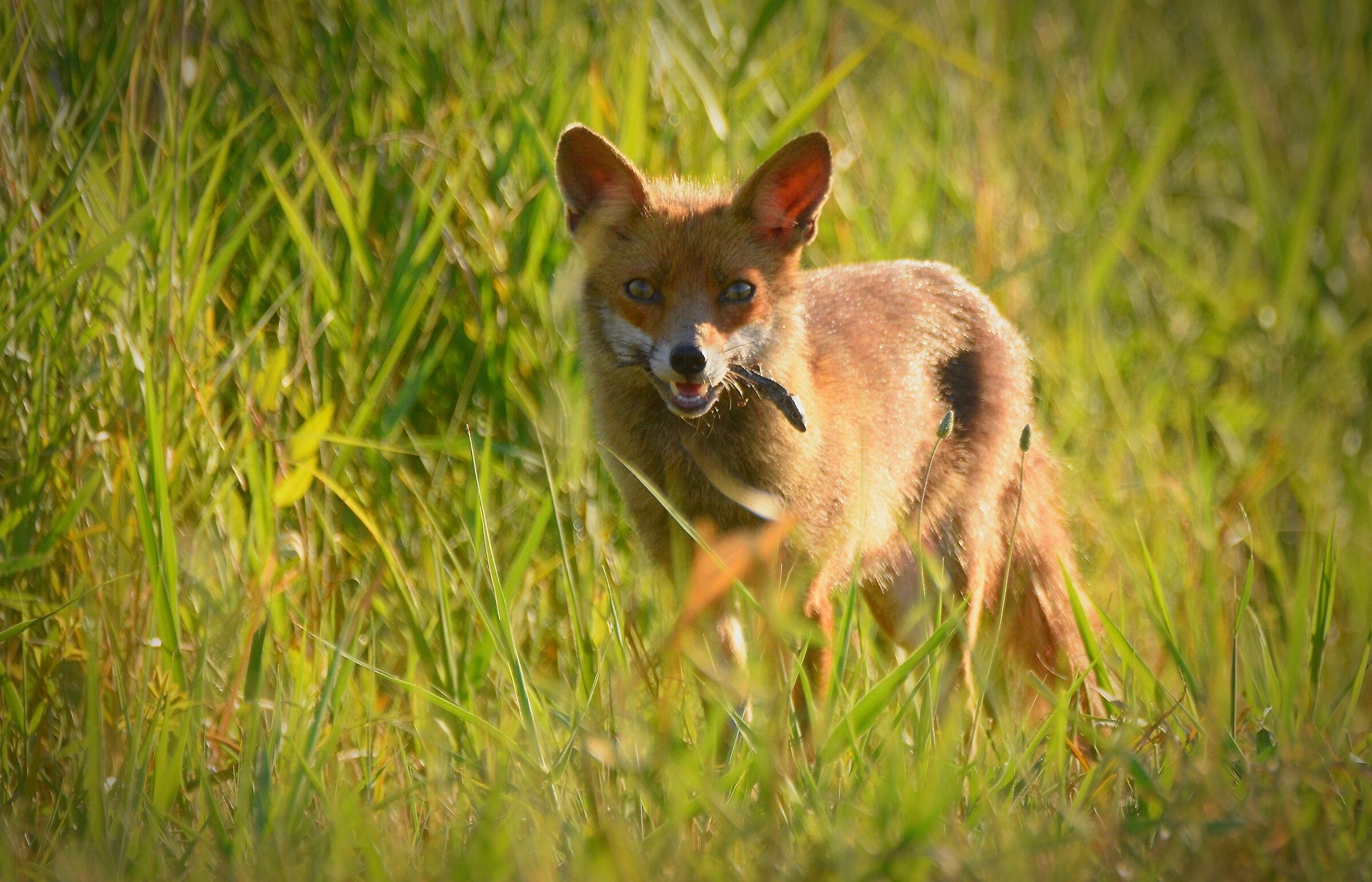 La fine del ramarro....