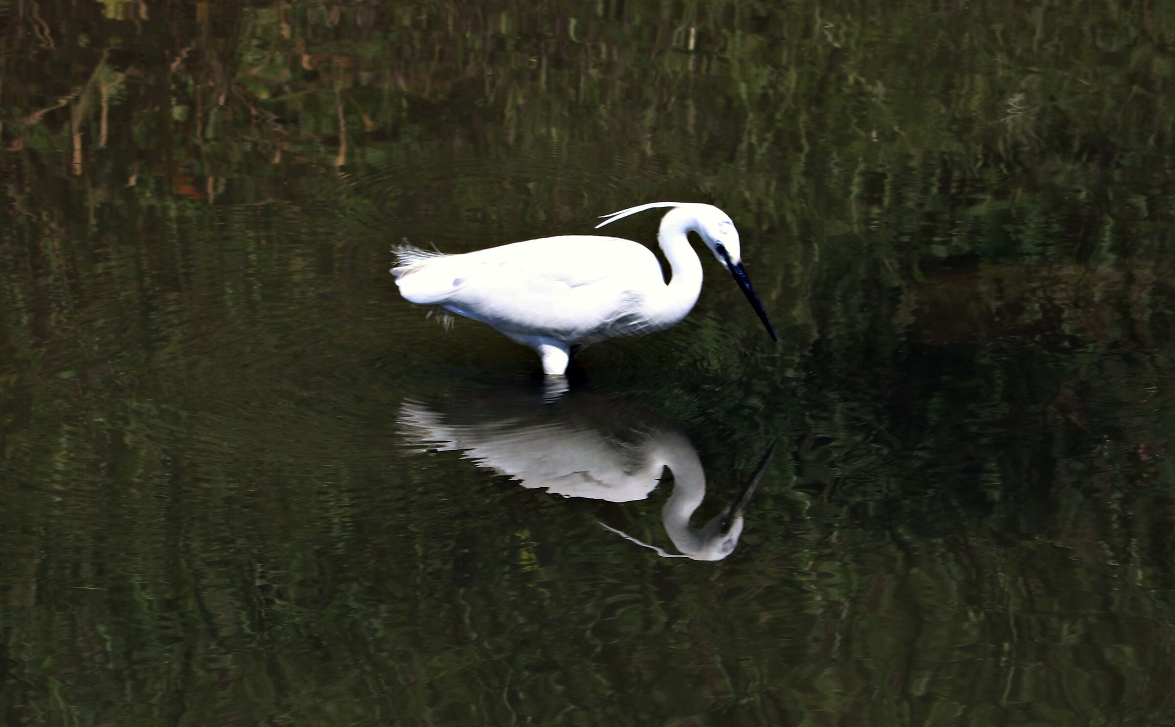 Egretta