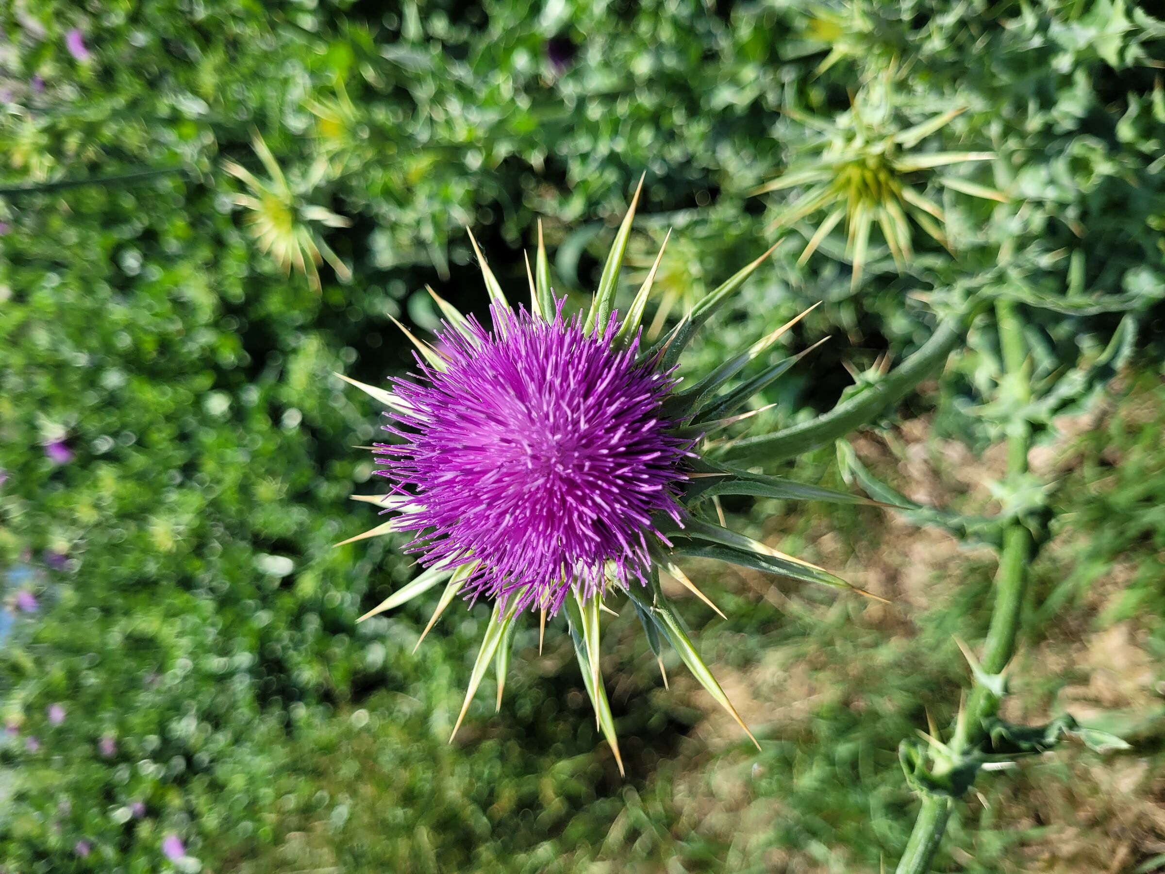 Fiori