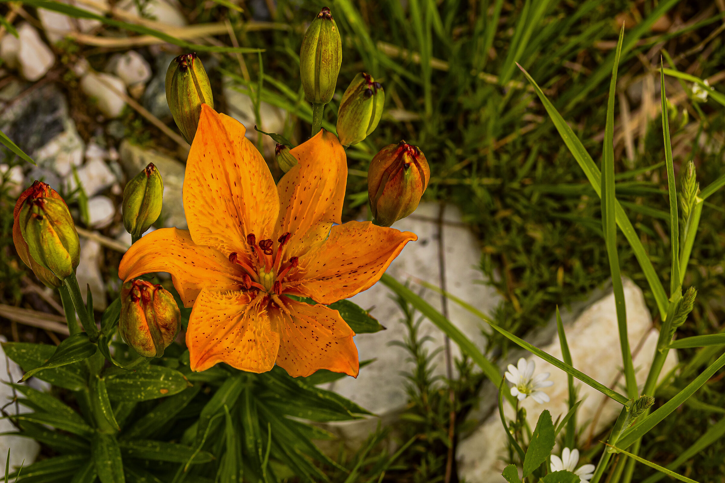 Lily of St. John. Apuan Alps