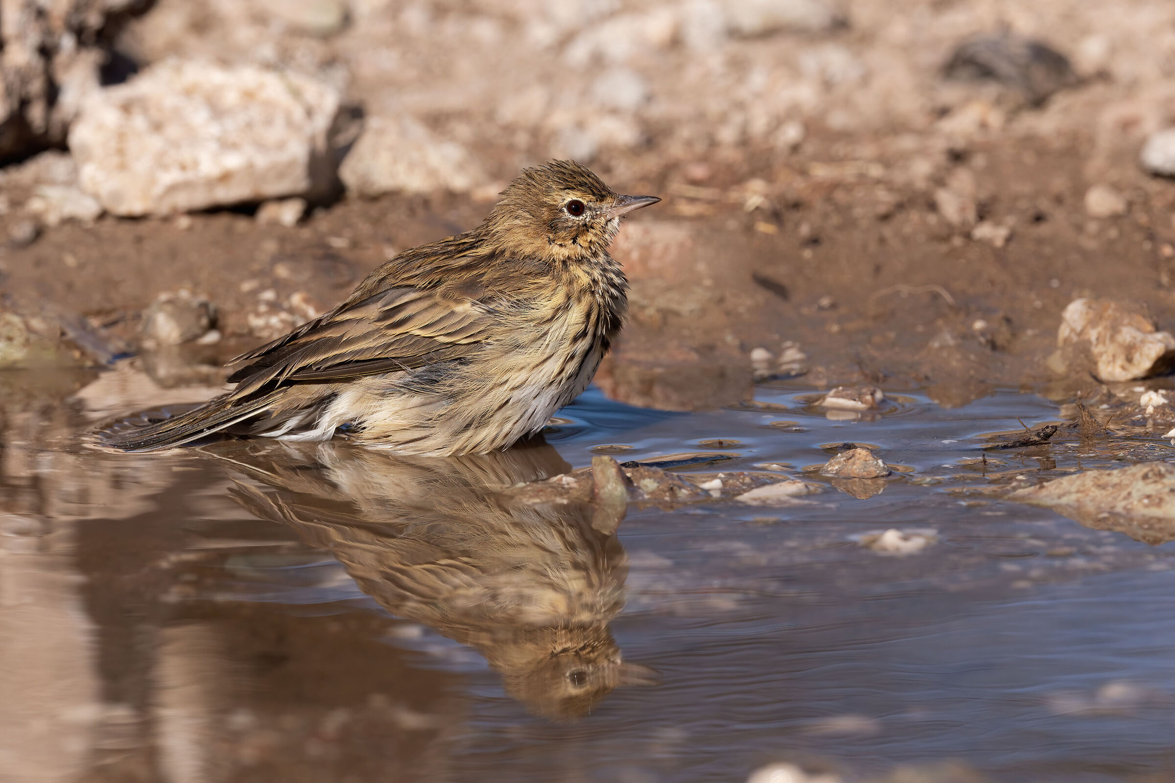 Prispolone (Anthus trivialis)