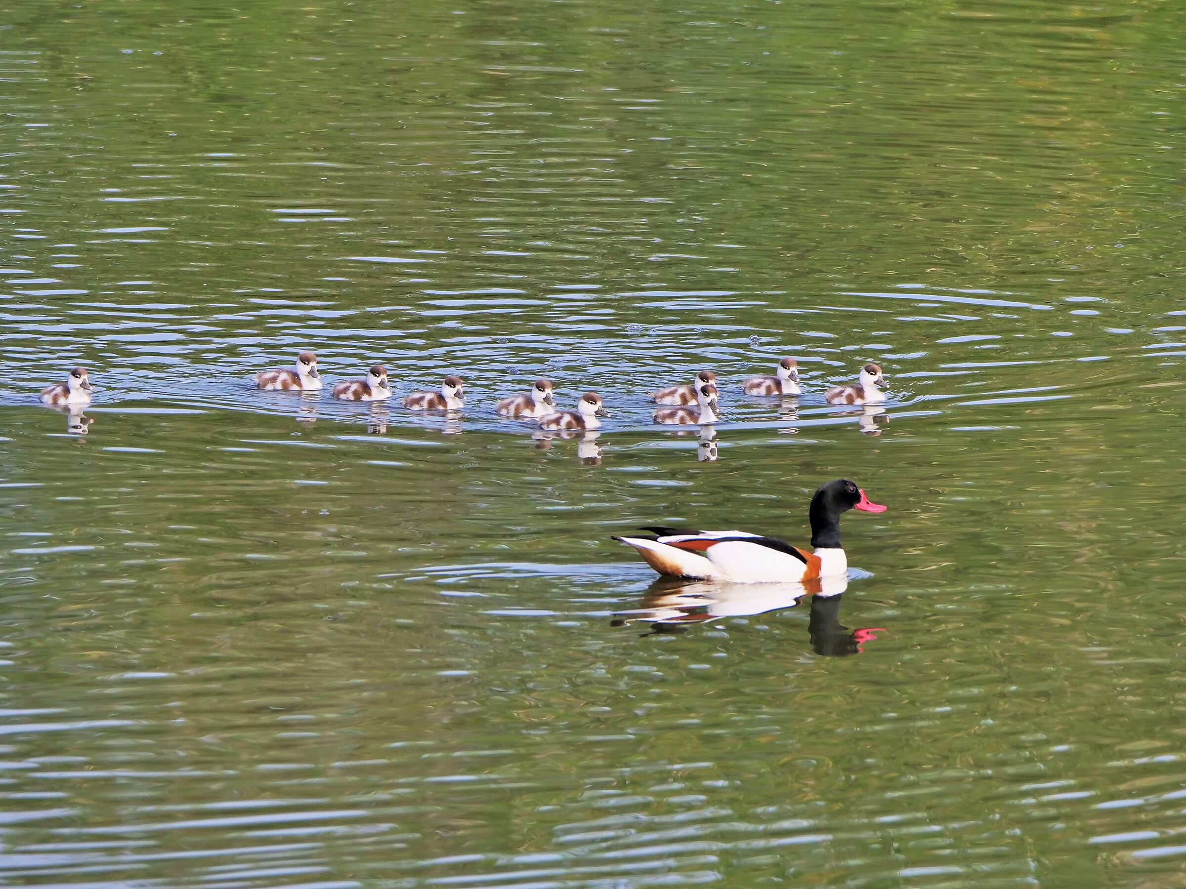 Volpoca (Tardona tardona)