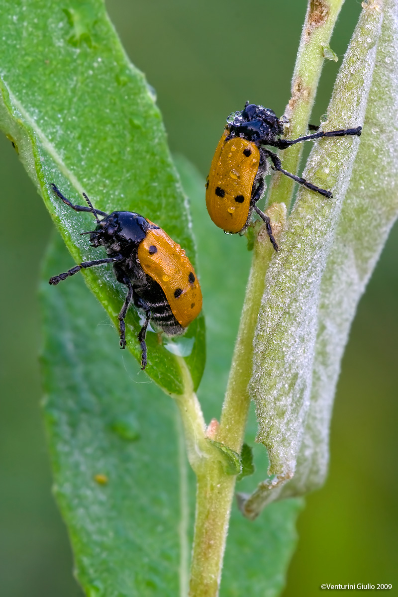 2 al prezzo di 1 (Lachnaia italica)