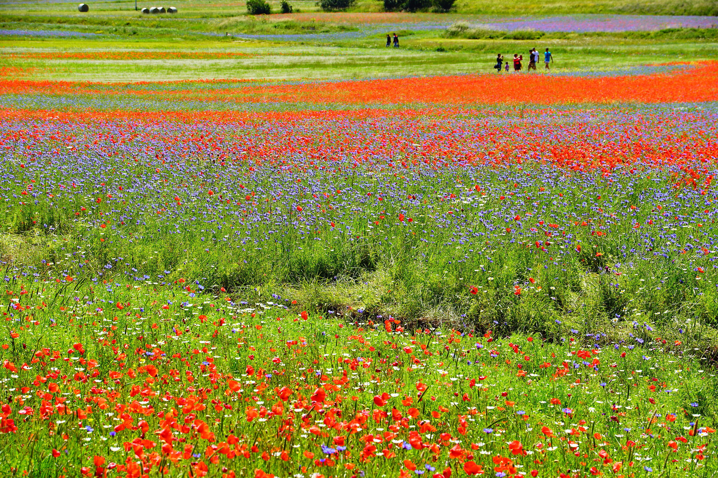 Piana di Castelluccio