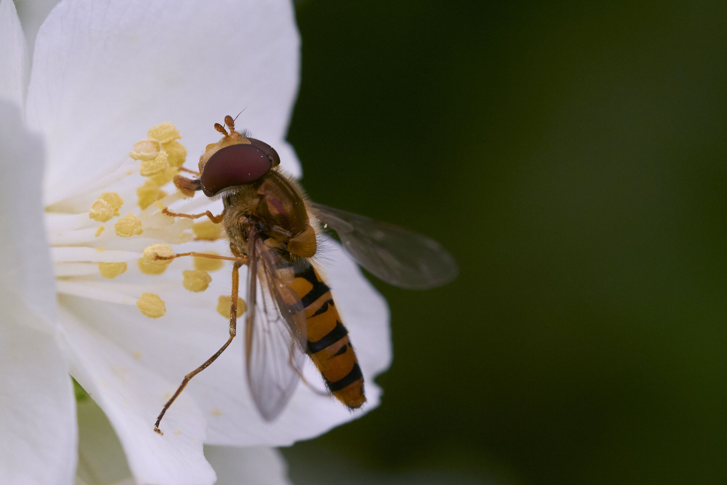 Syrphidae bis
