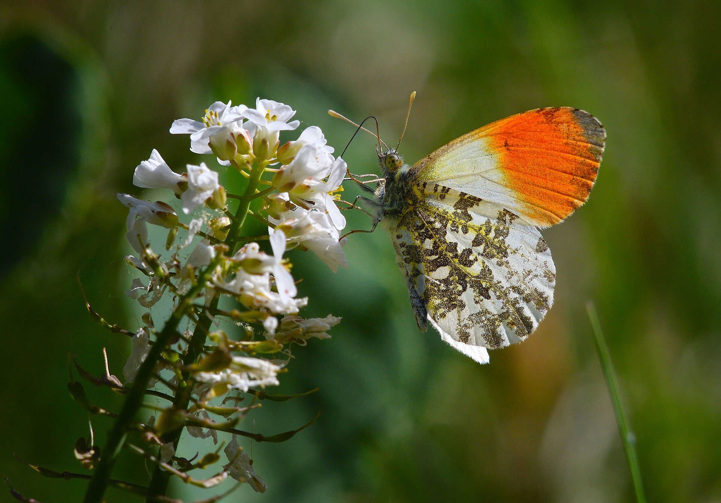 Anthocharis Cardamines