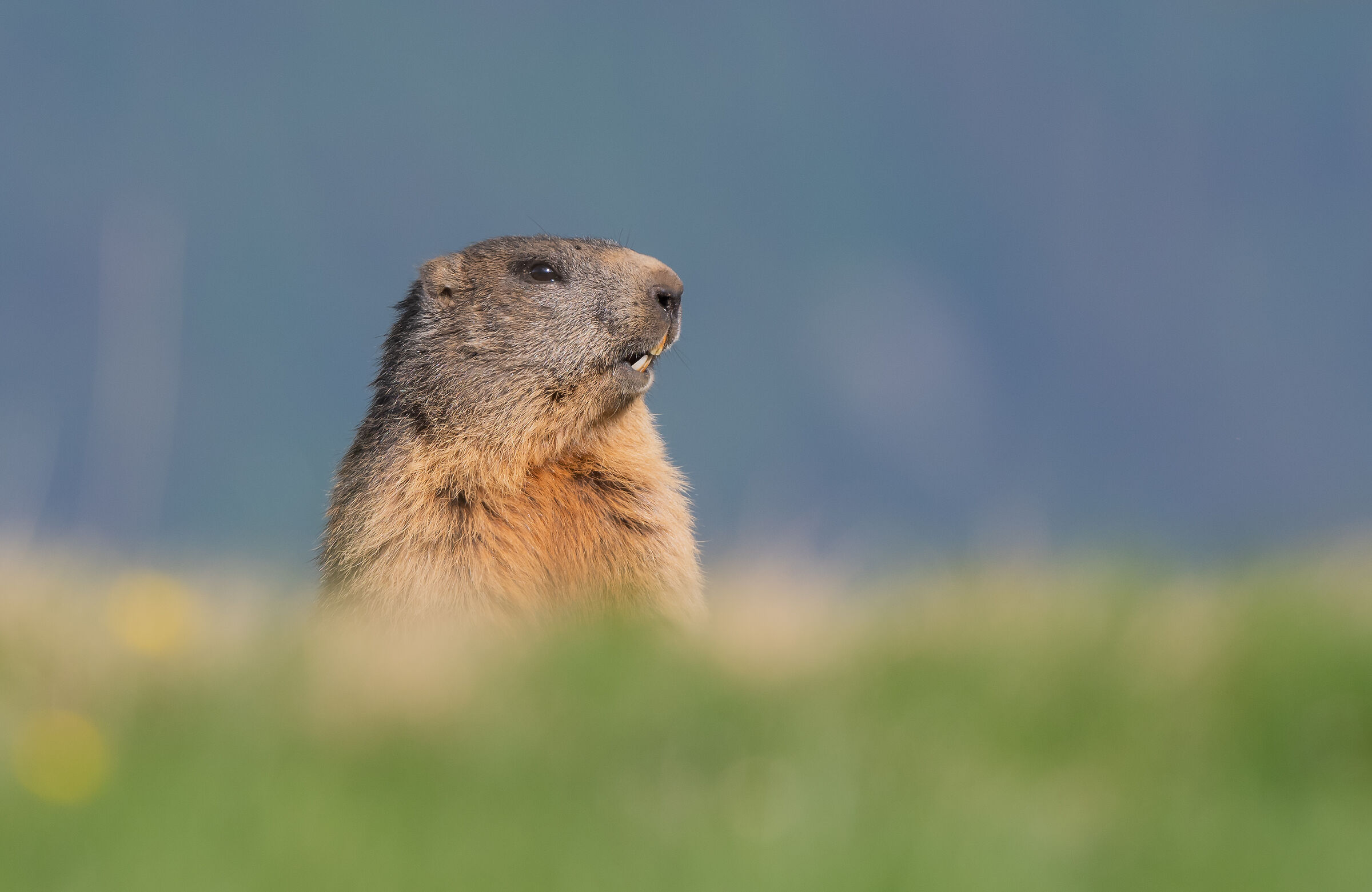 marmot