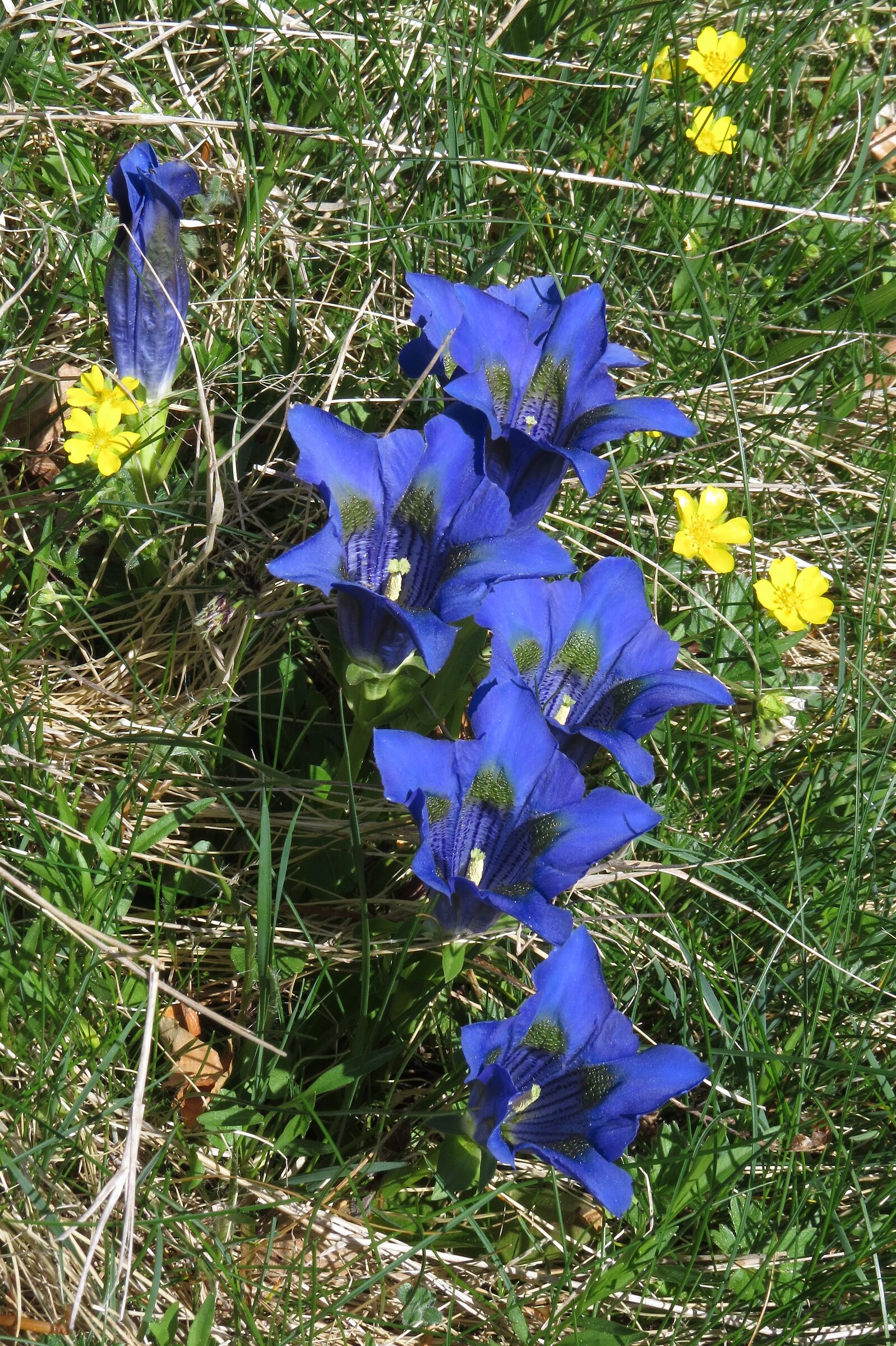 Gentiana kochiana