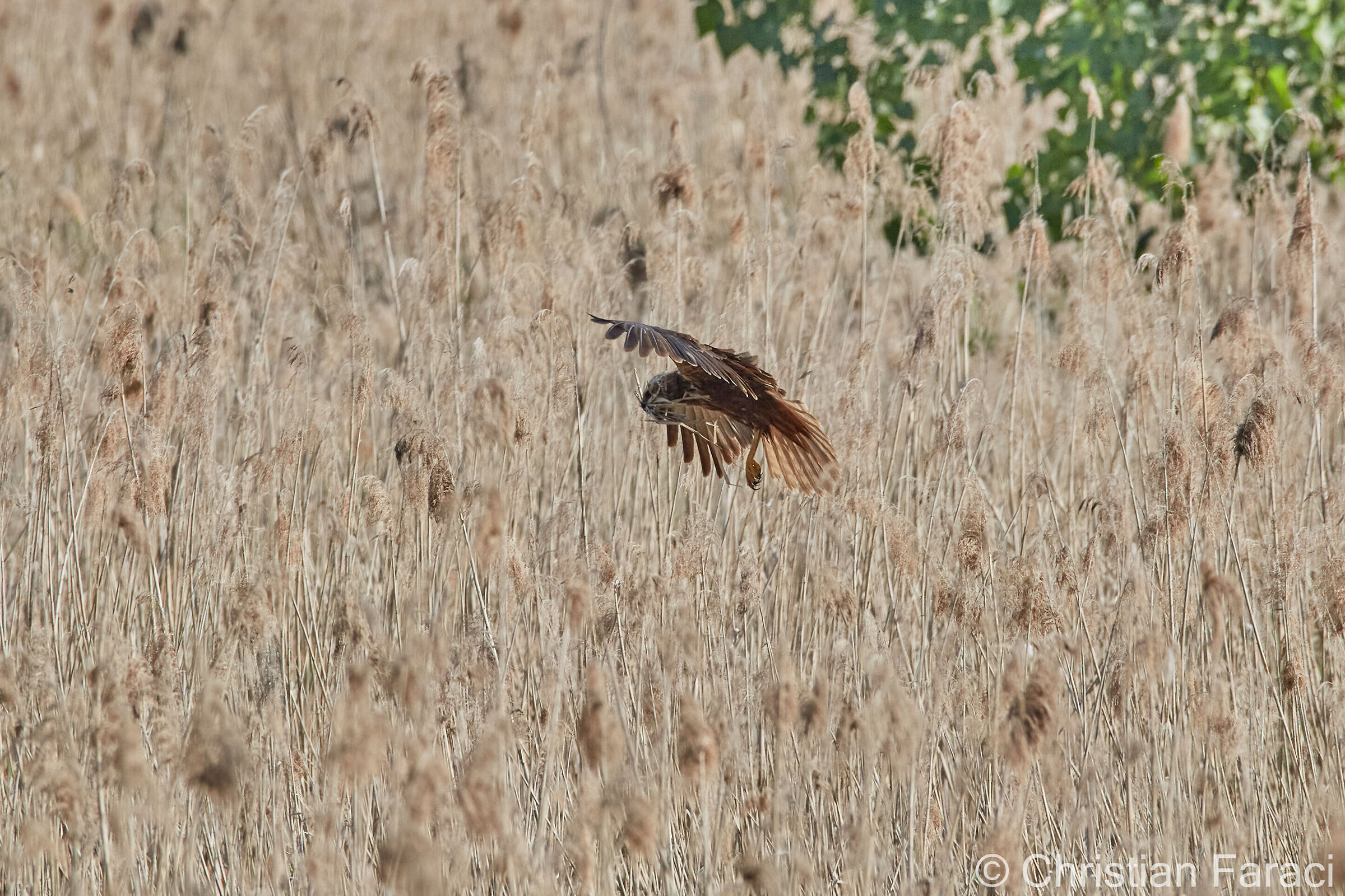 Falco di palude carpentiere in volo