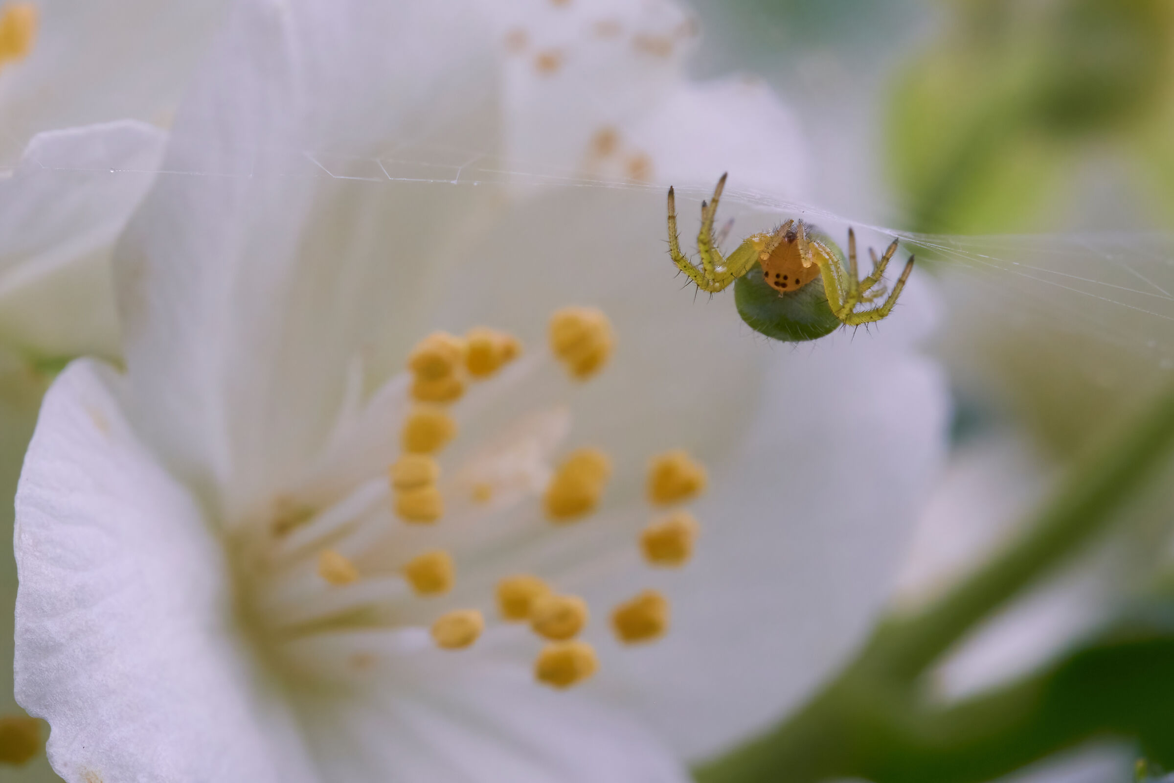 green spider mite