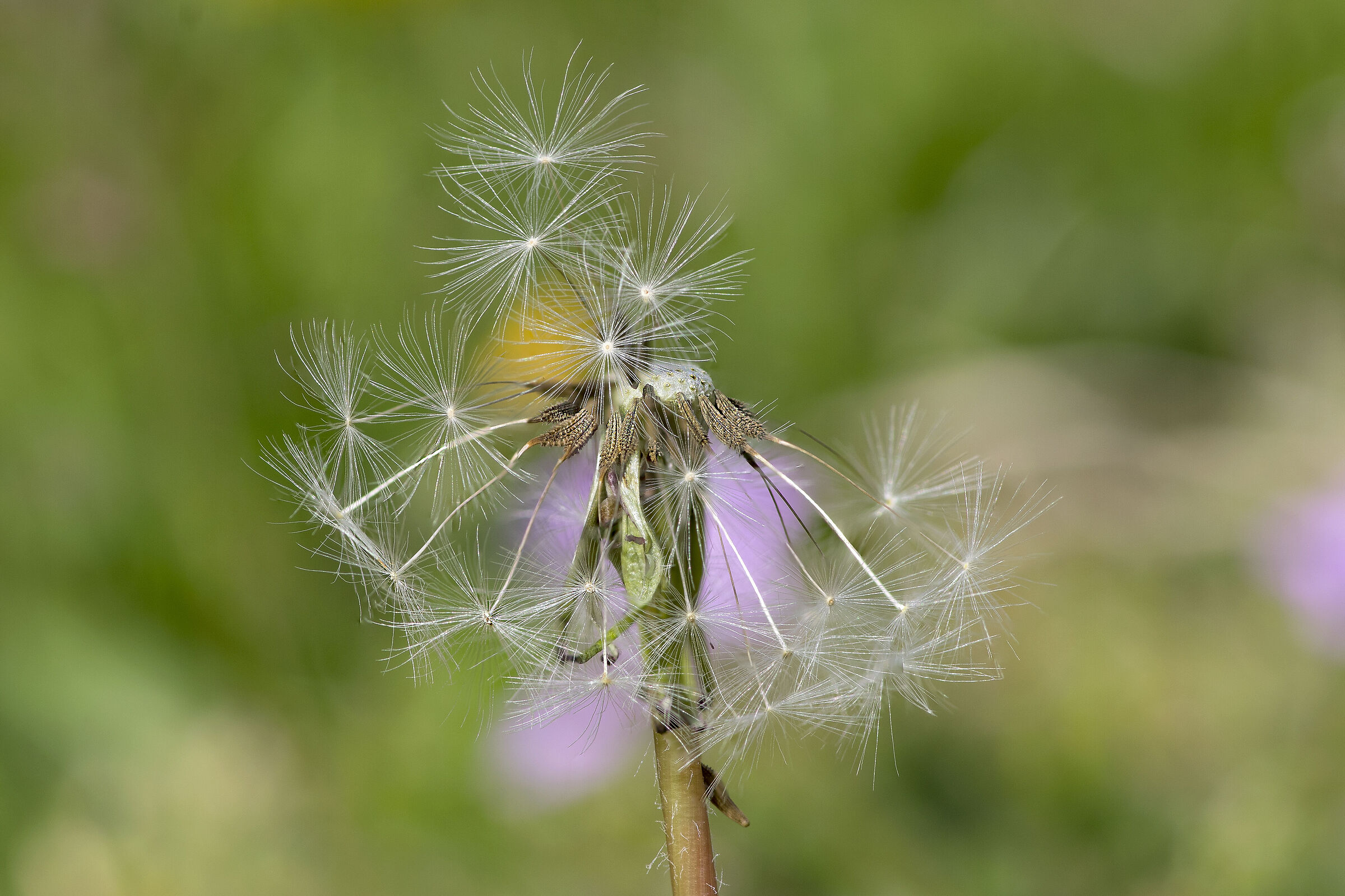 Dandelion