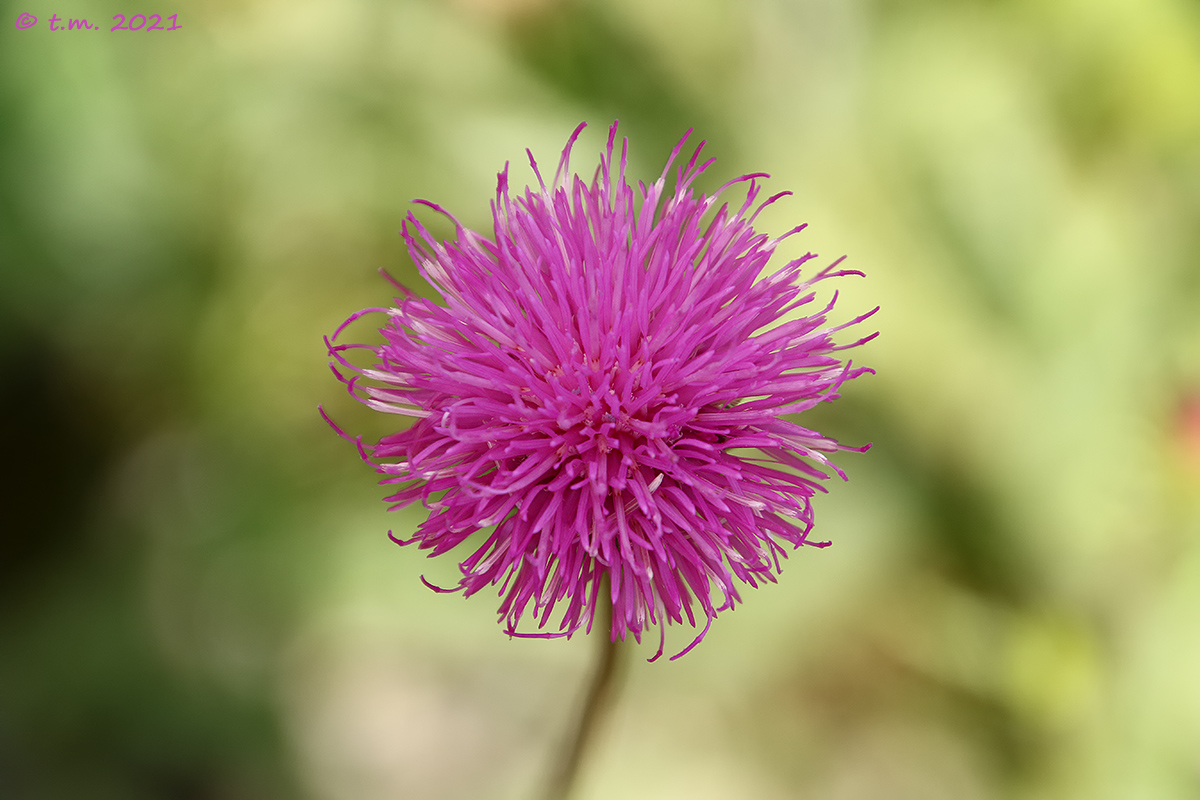 Notched thistle