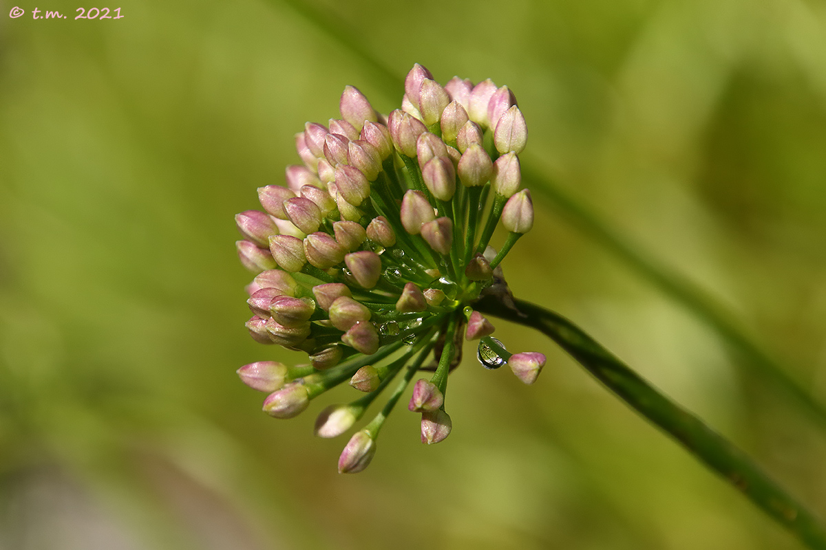 Mountain garlic