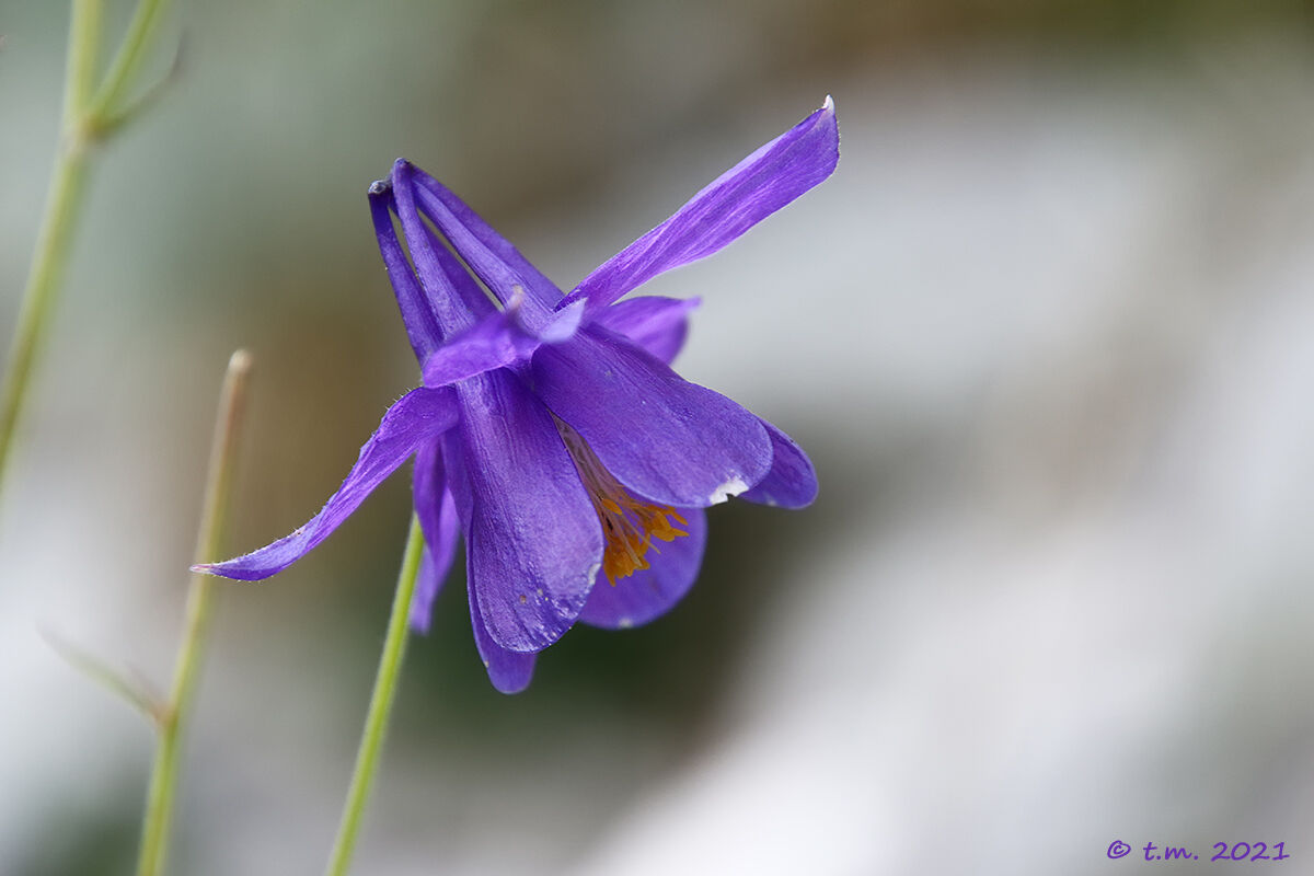 Aquilegia alpina