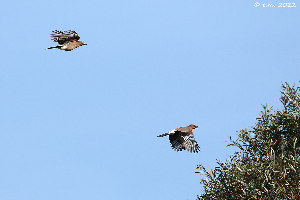 Jays in flight