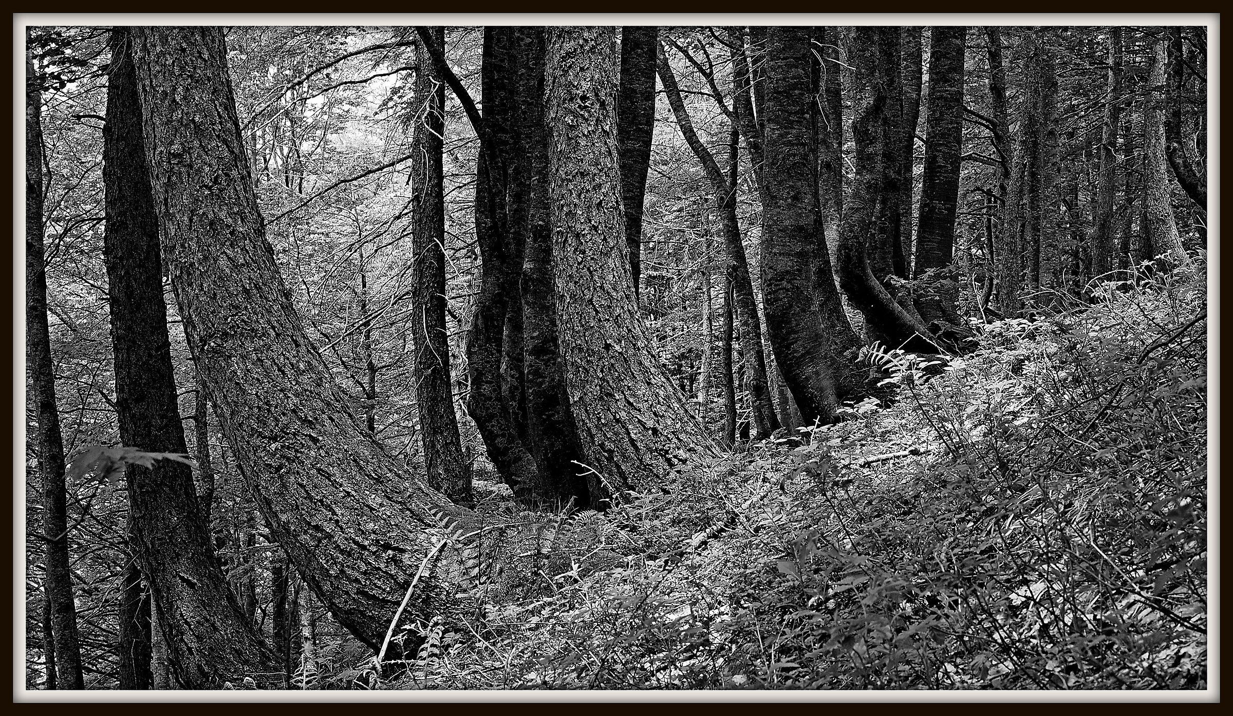 In the Bosco Vecchio