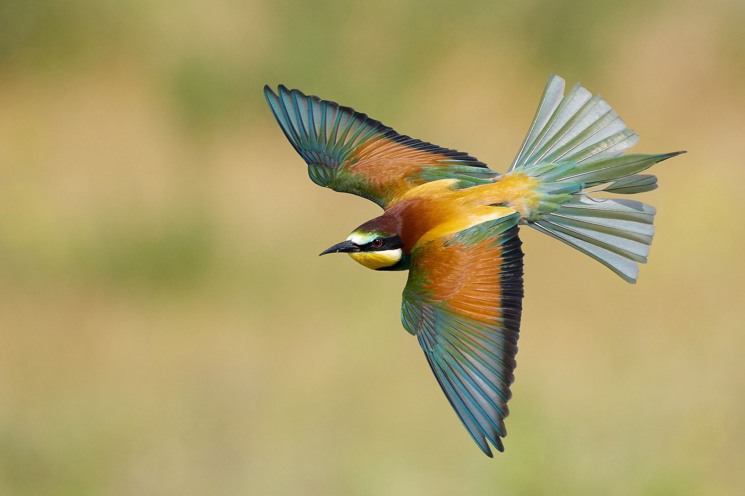 I colori della primavera