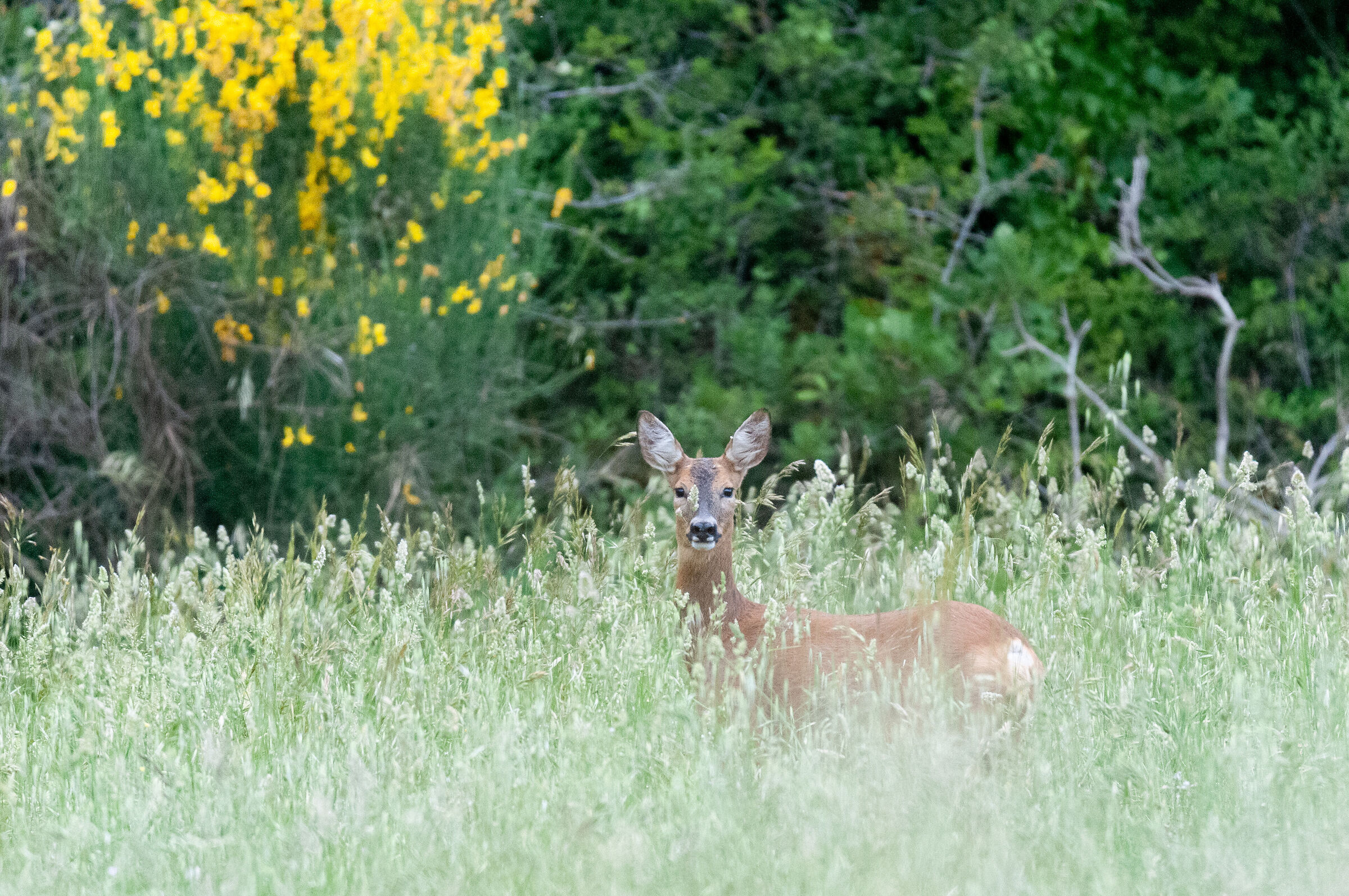 CapriolA2 la vendetta