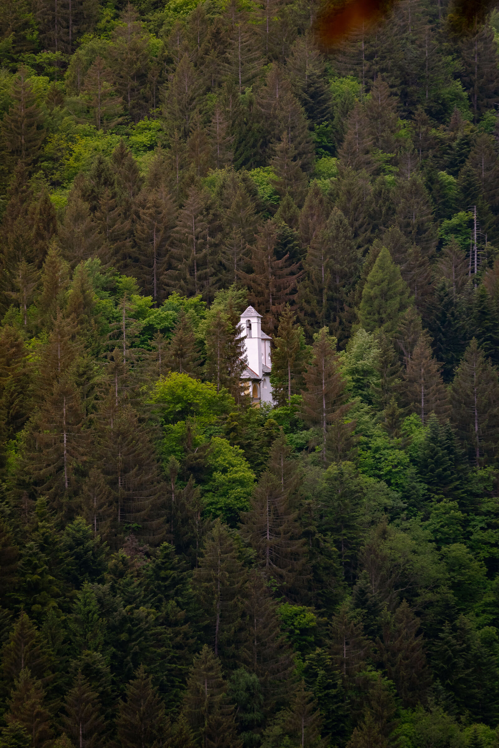Lost in the green