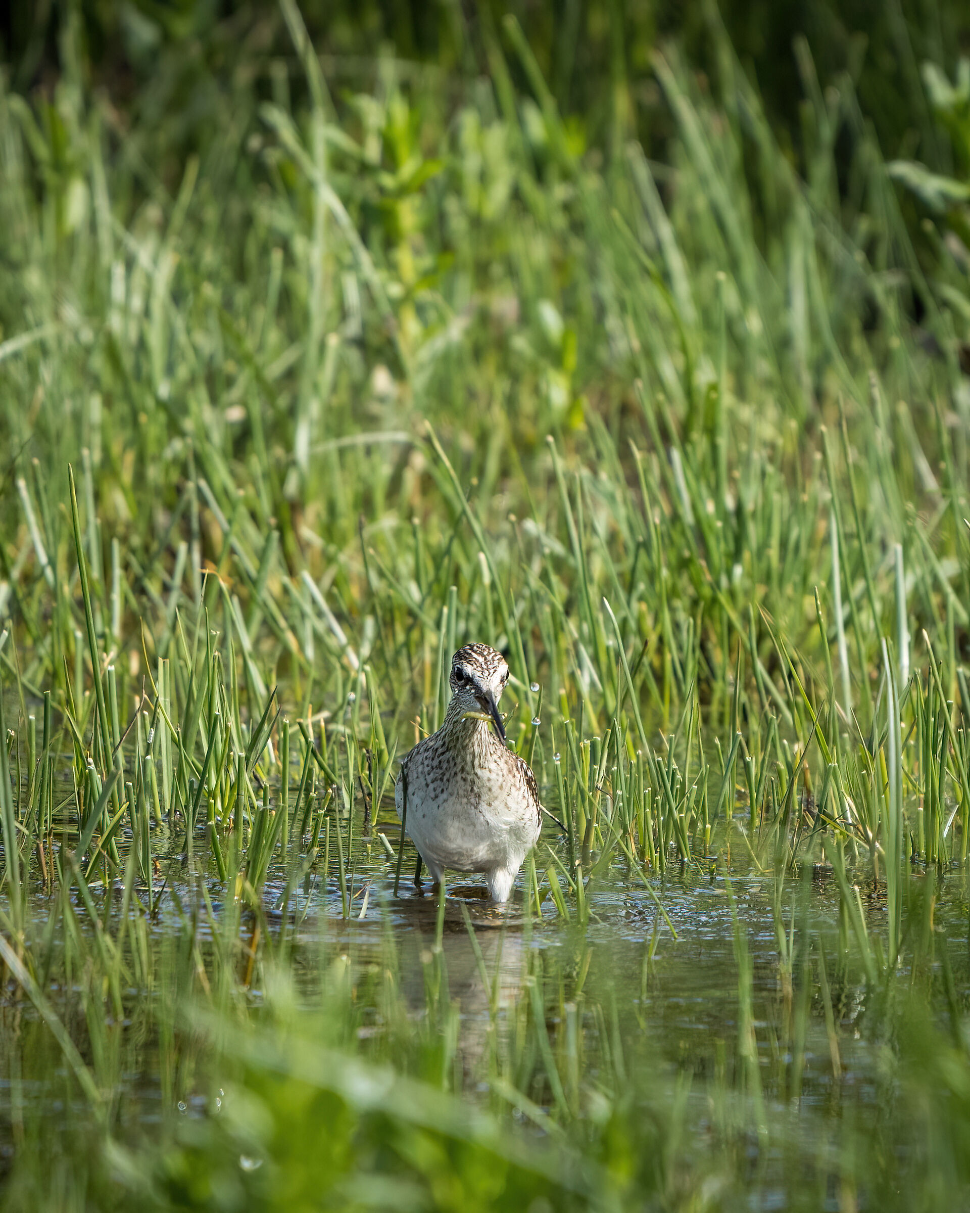 The Albastrello snack
