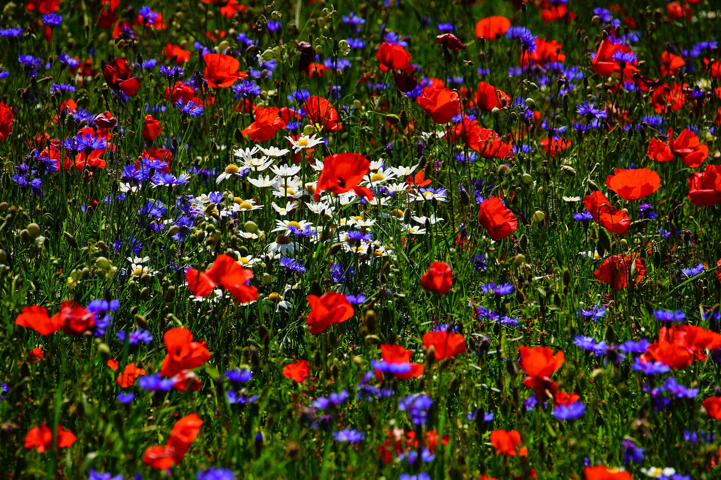 Piana di Castelluccio