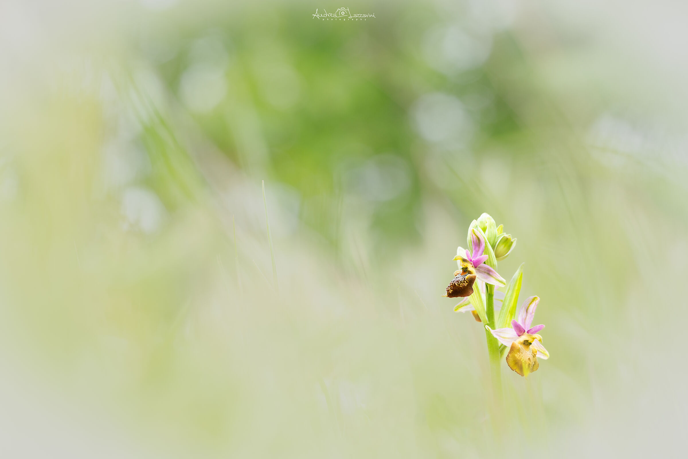 Ophrys Fuciflora sub Apulica