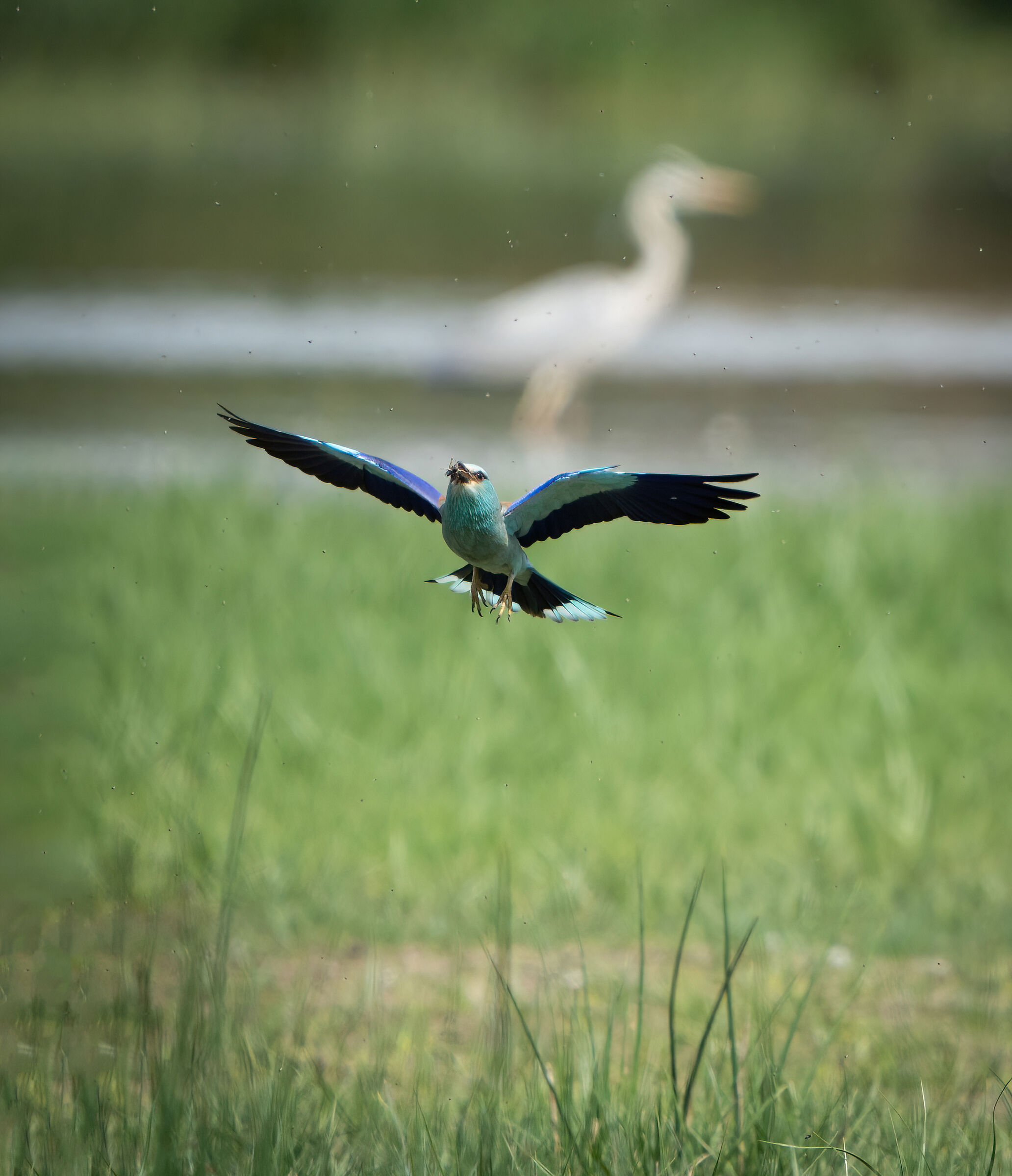 Male Jay, prey in the mouth