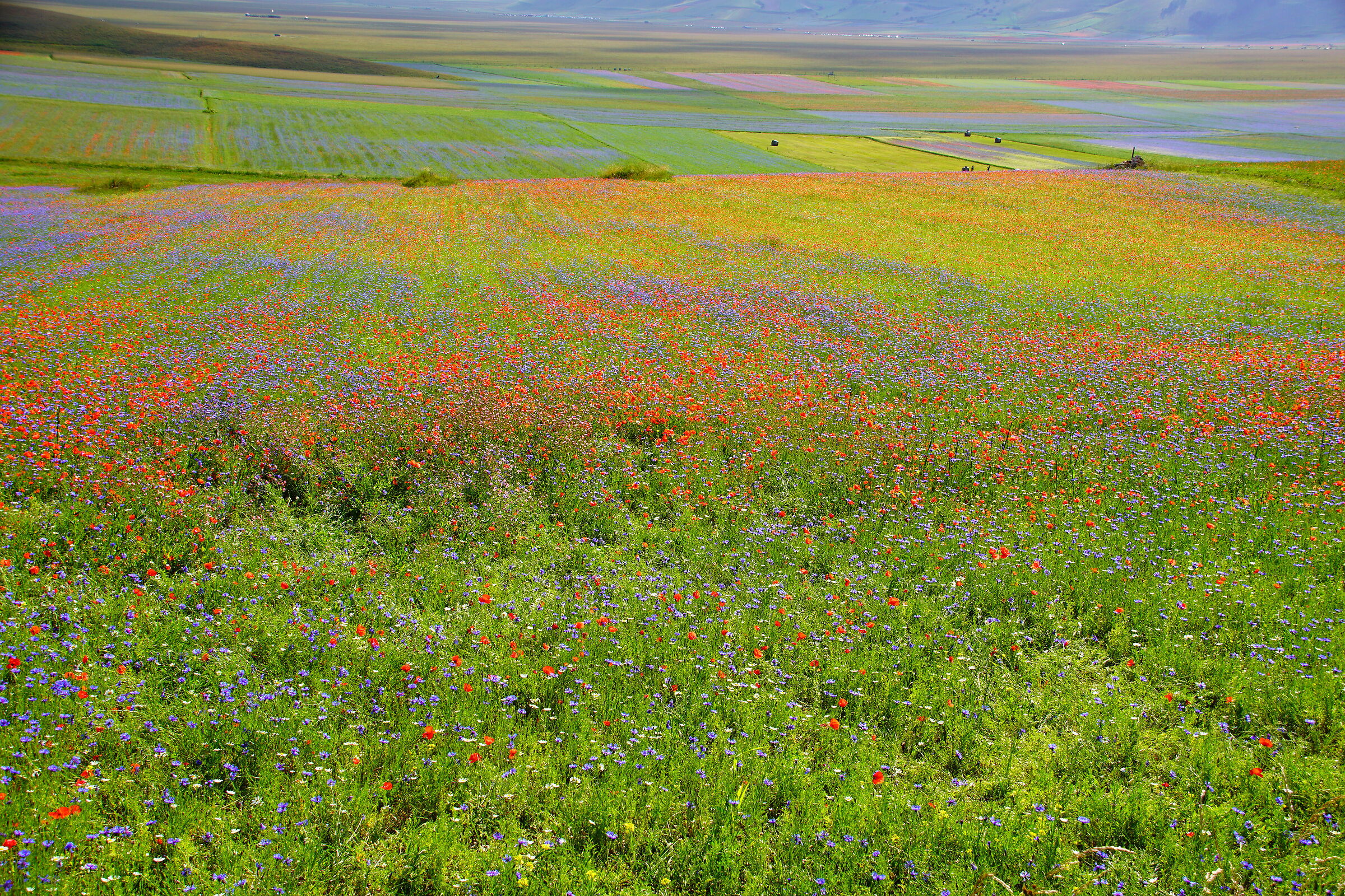 Piana di Castelluccio