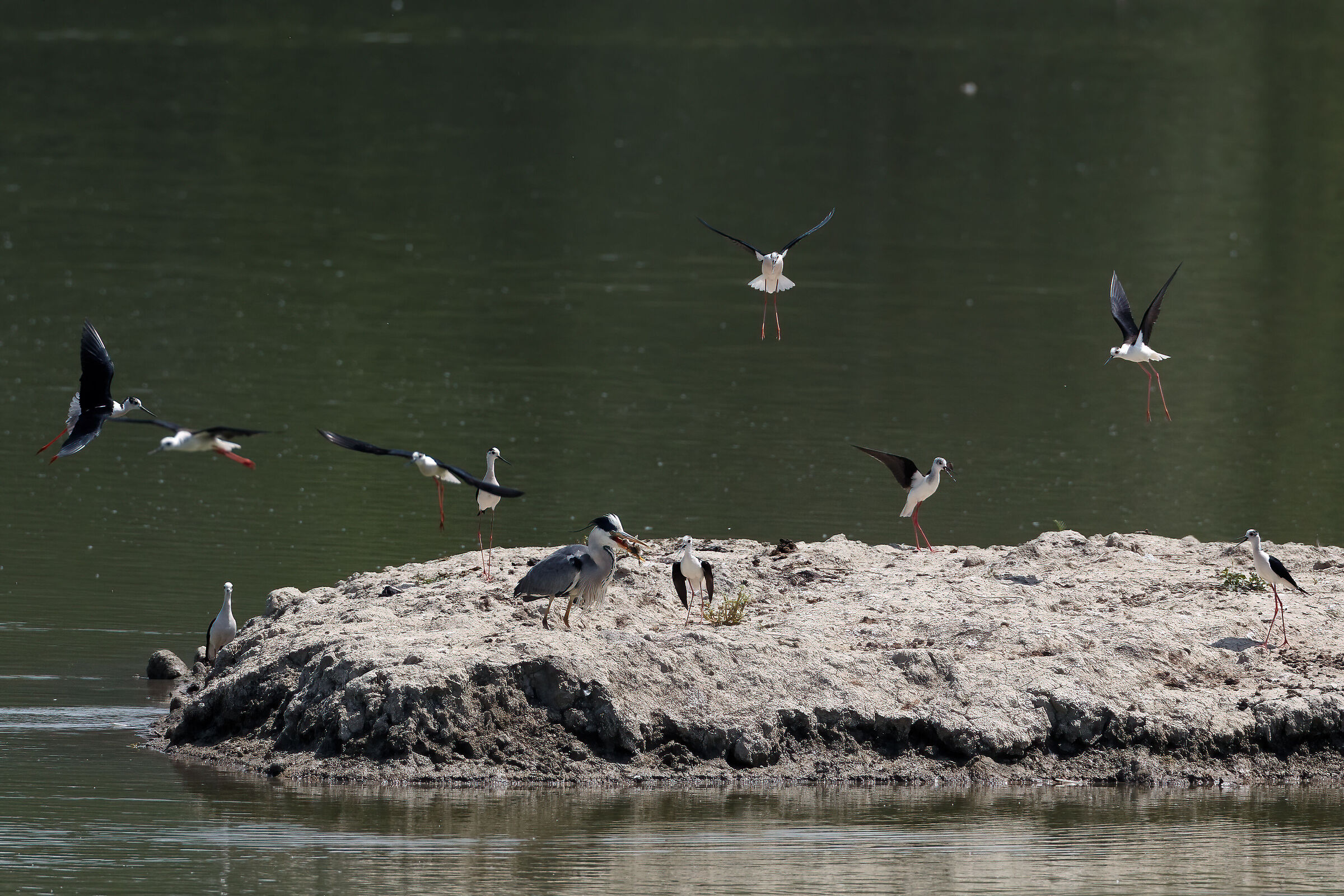 Grey heron with Knight's puppy