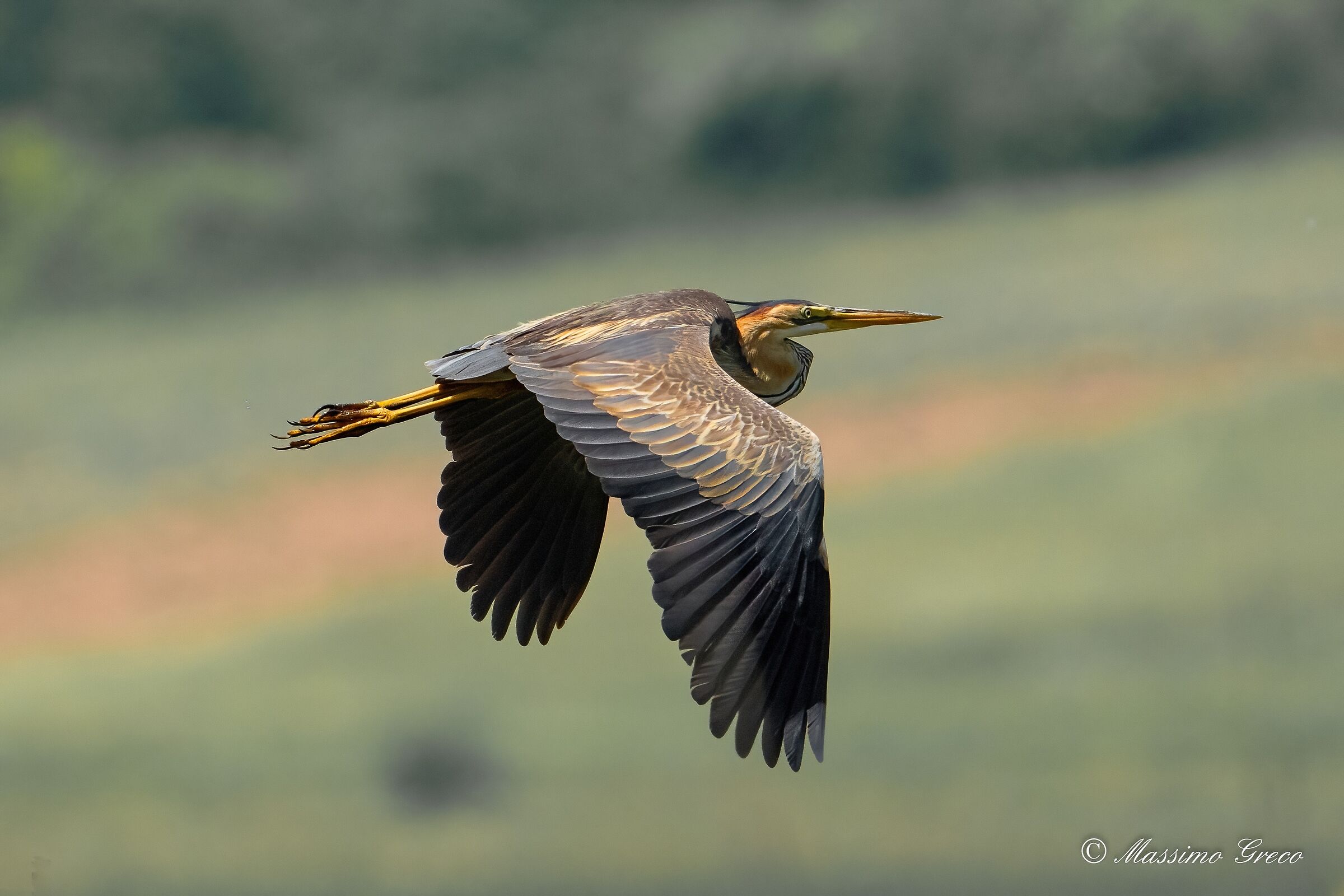 Airone rosso (Ardea purpurea)